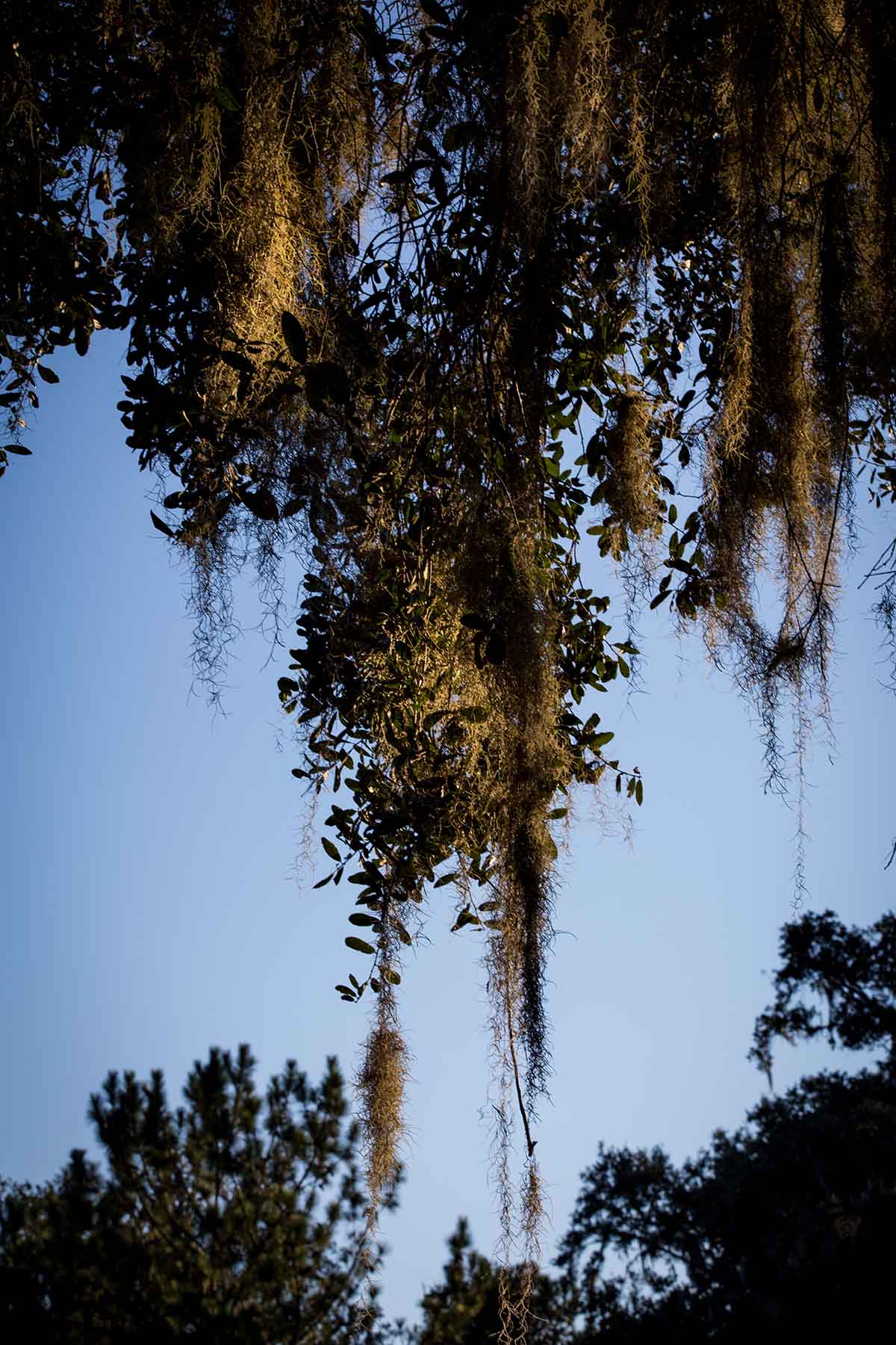 Loveridge Plantation property picture 42 of 107