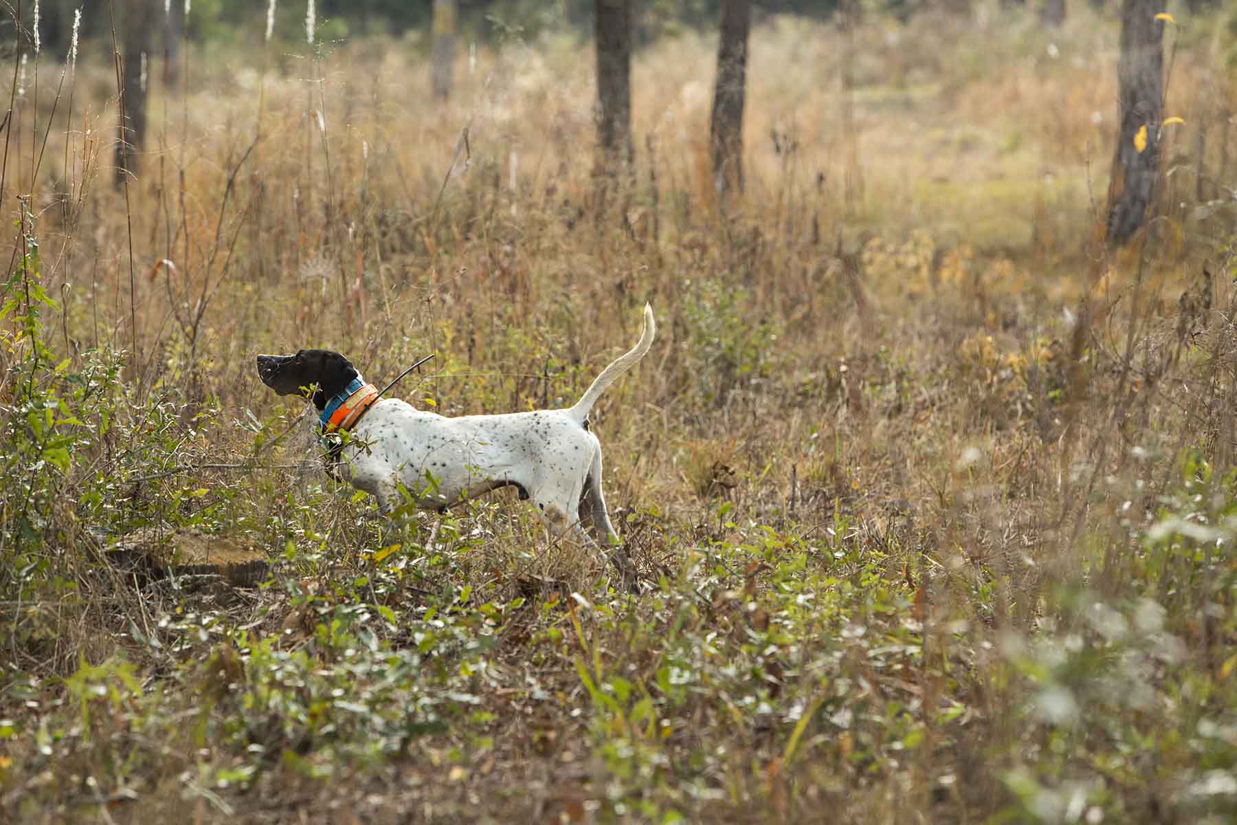Loveridge Plantation property picture 90 of 107