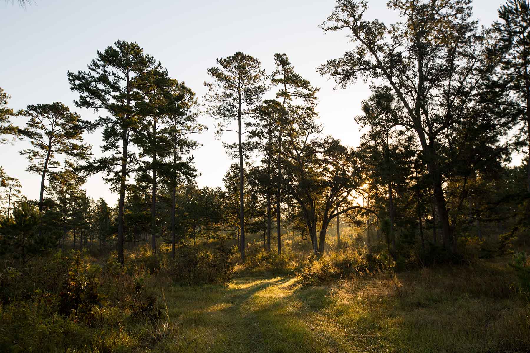 Loveridge Plantation property picture 105 of 107