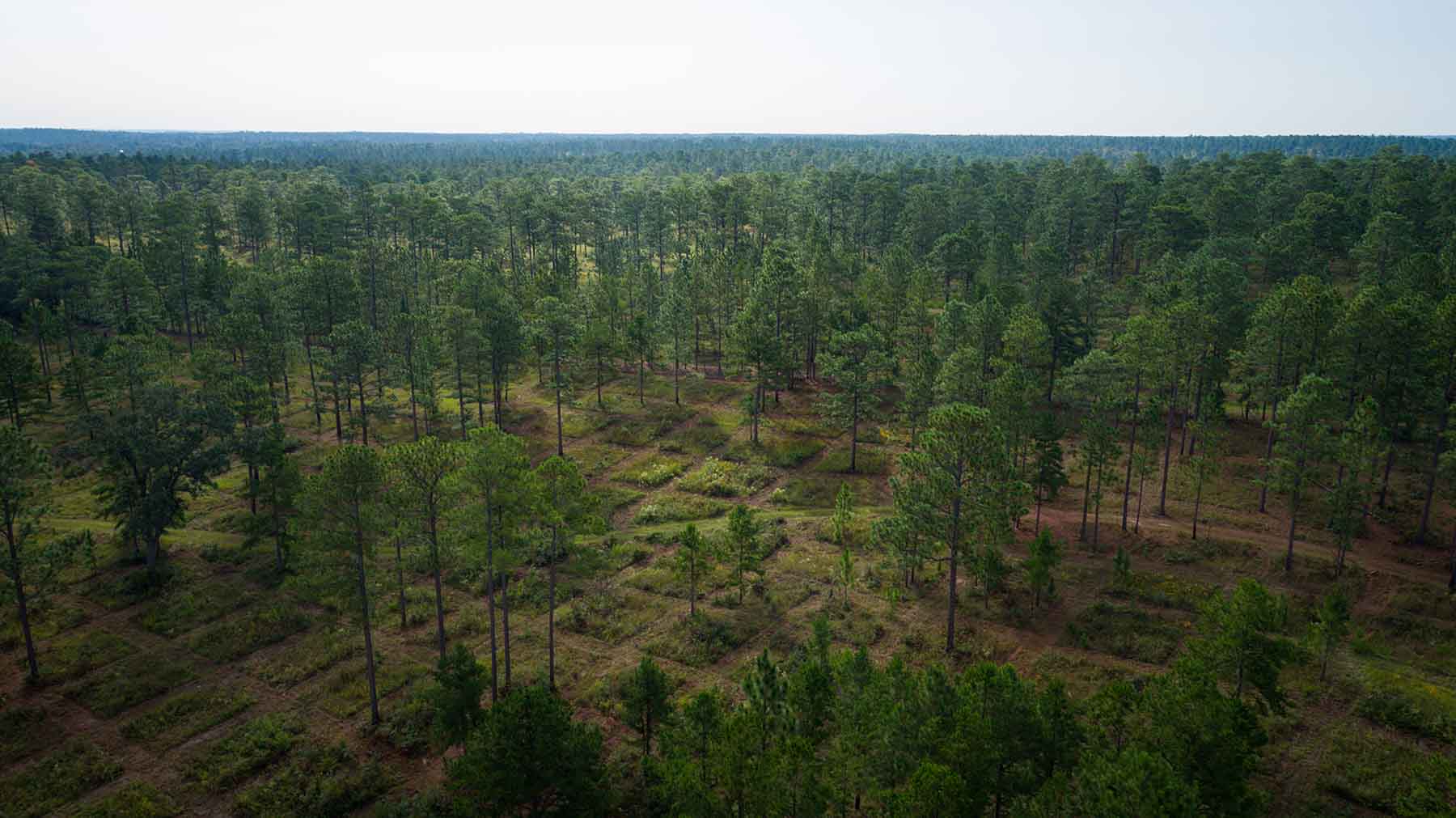 Loveridge Plantation property picture 5 of 107