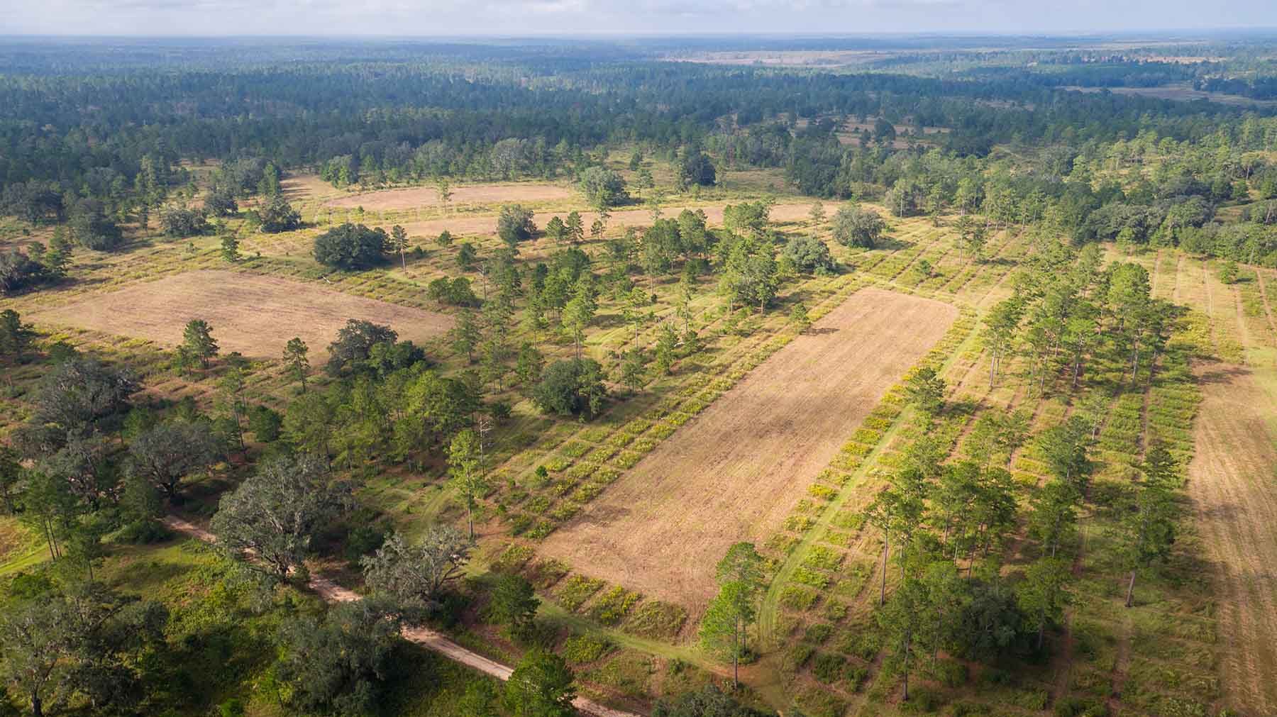 Loveridge Plantation property picture 100 of 107