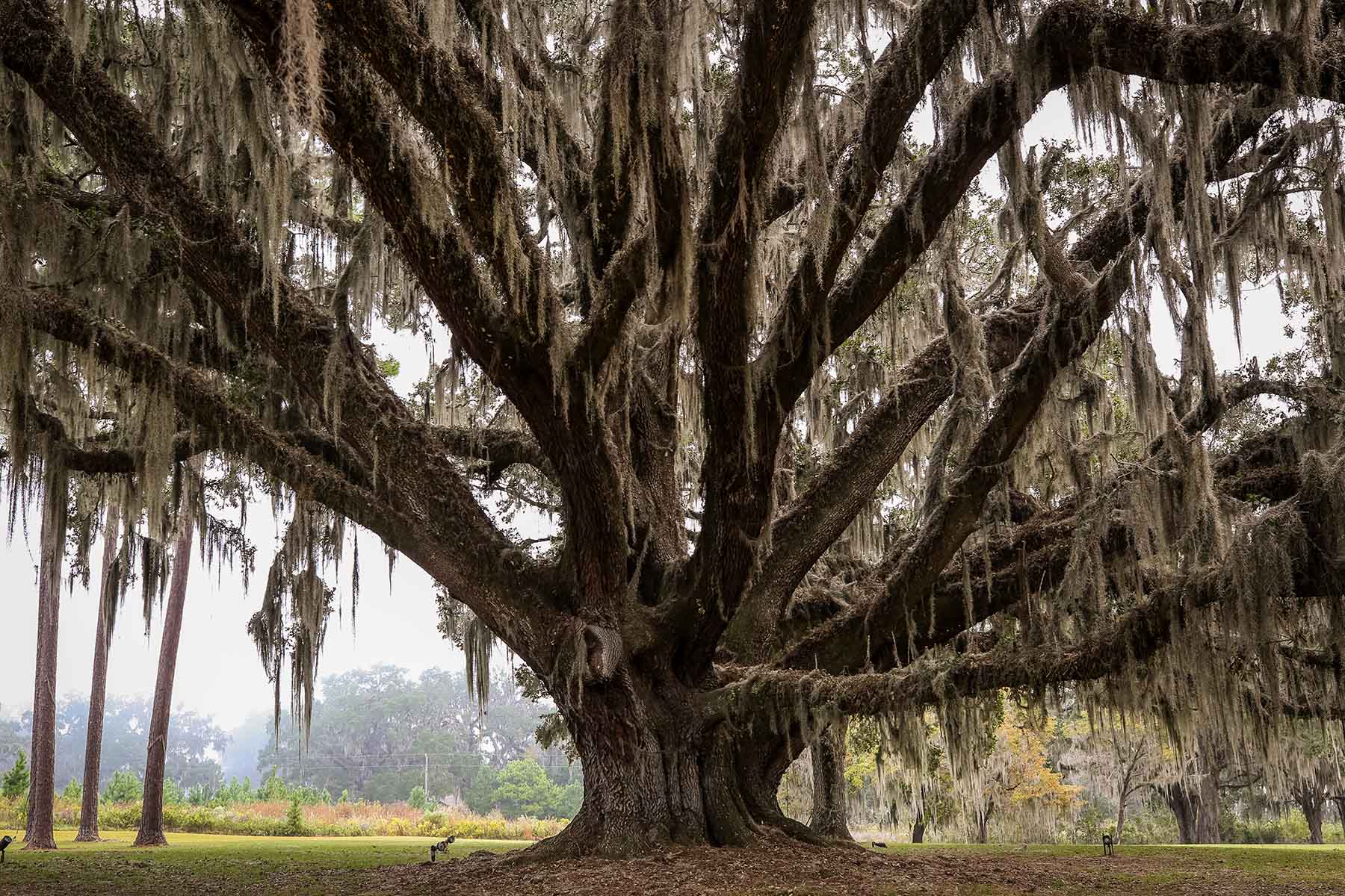 Loveridge Plantation property picture 34 of 107