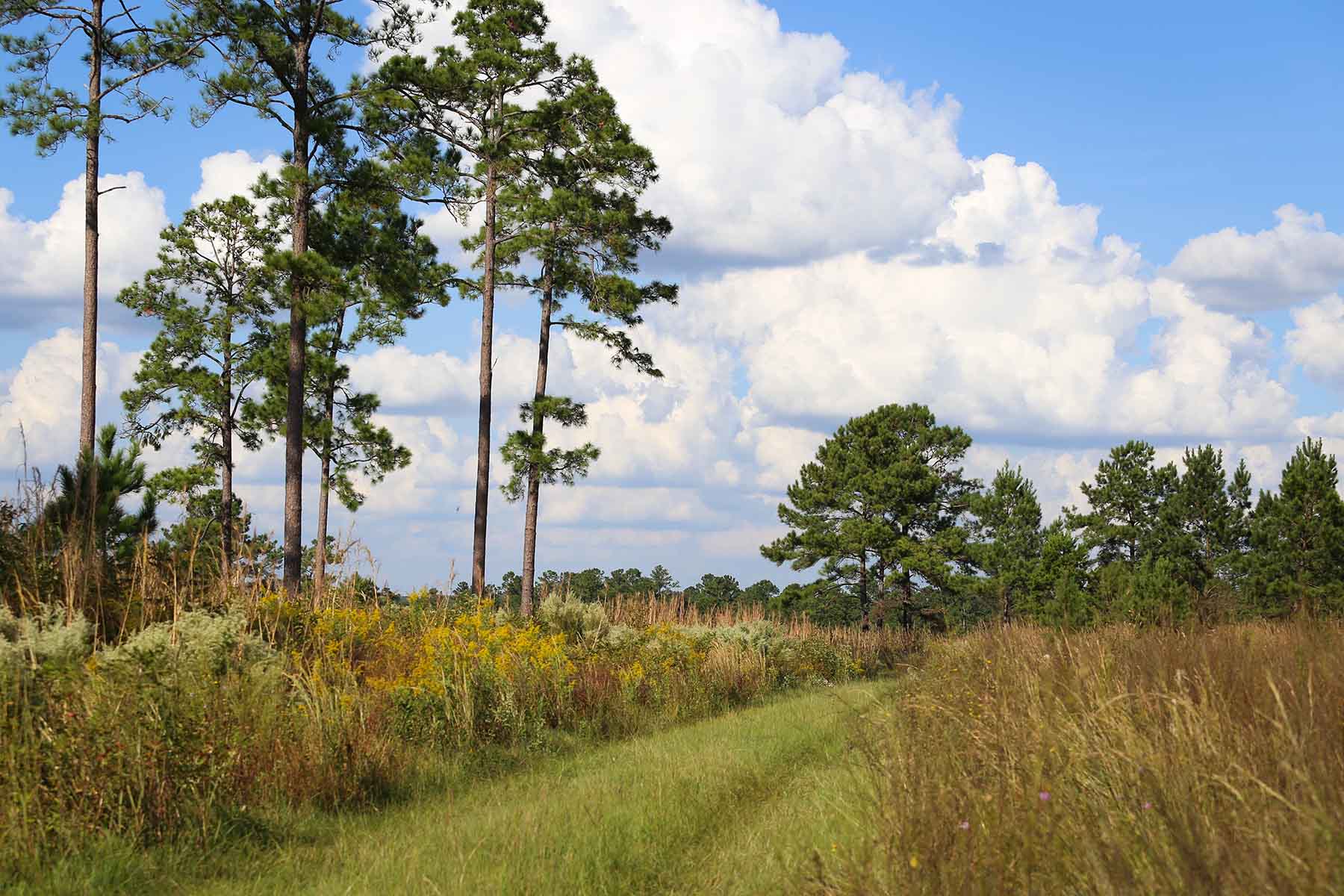 Loveridge Plantation property picture 85 of 107