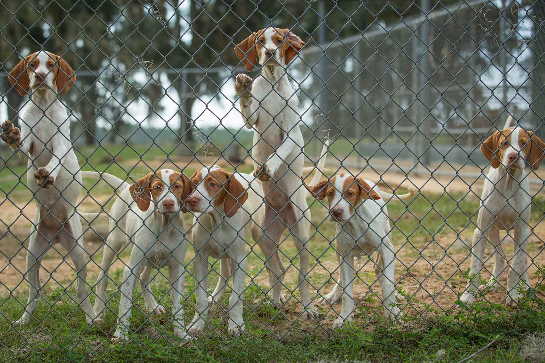 Loveridge Plantation property picture 83 of 107
