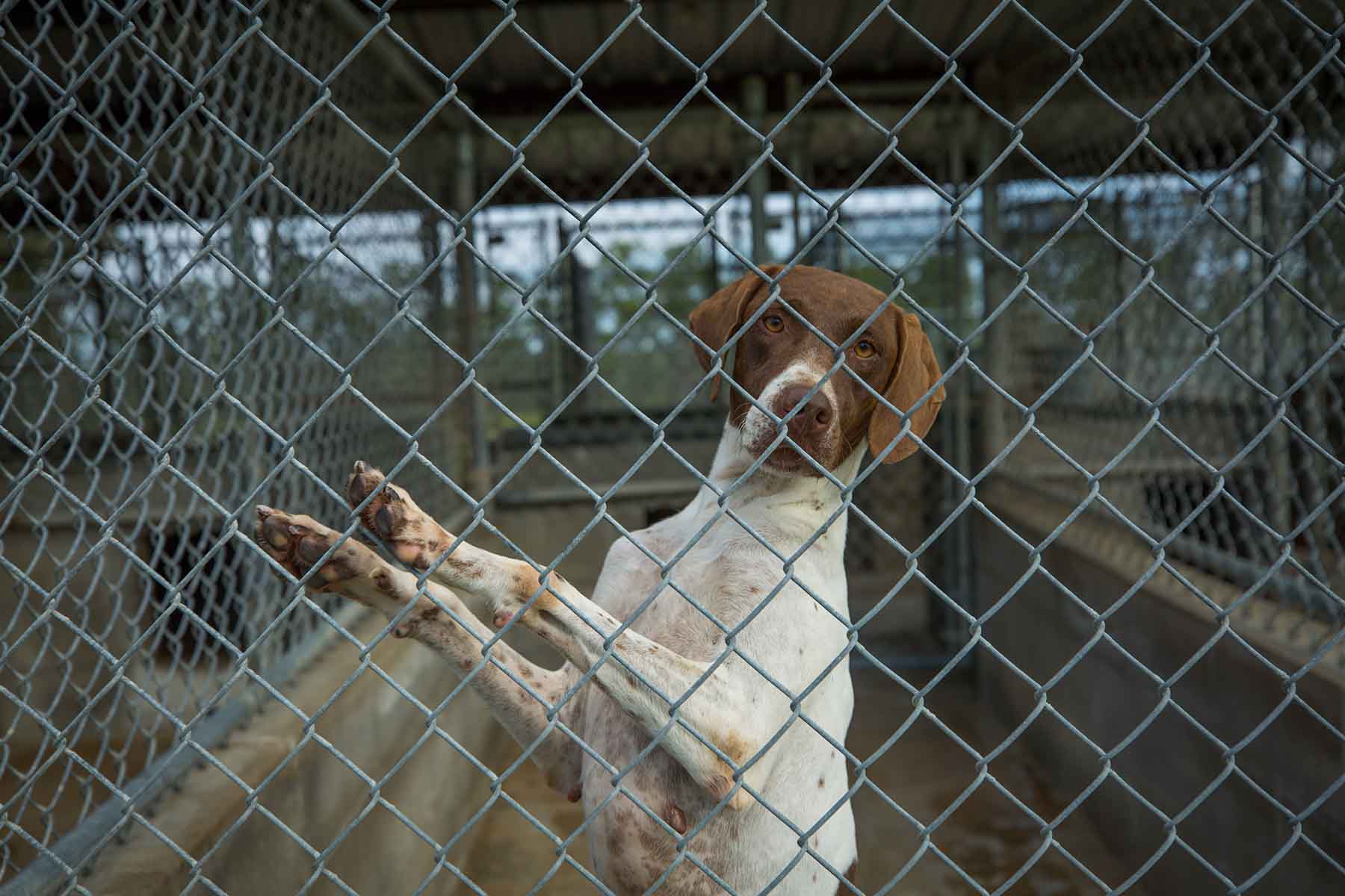 Loveridge Plantation property picture 81 of 107