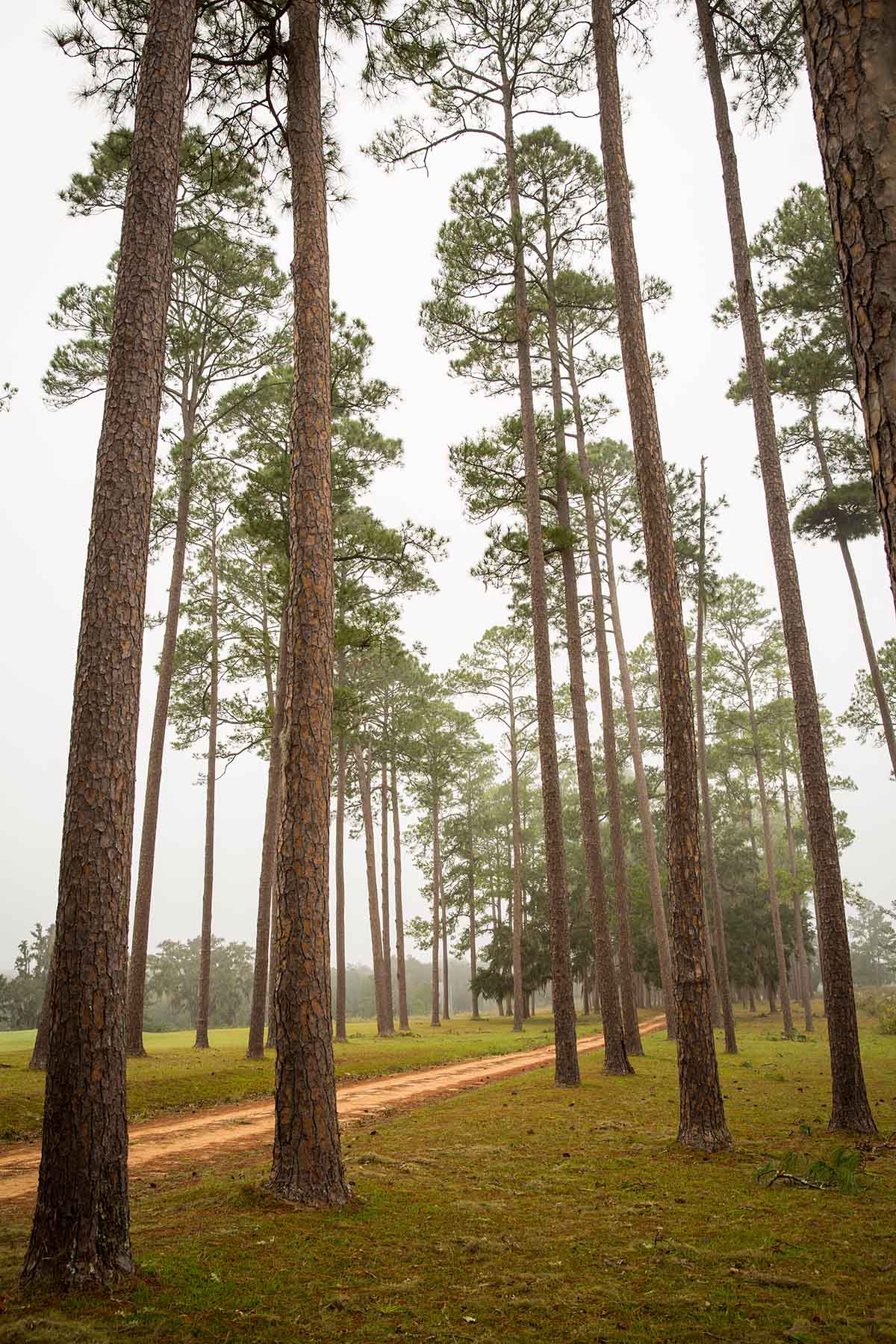 Loveridge Plantation property picture 73 of 107