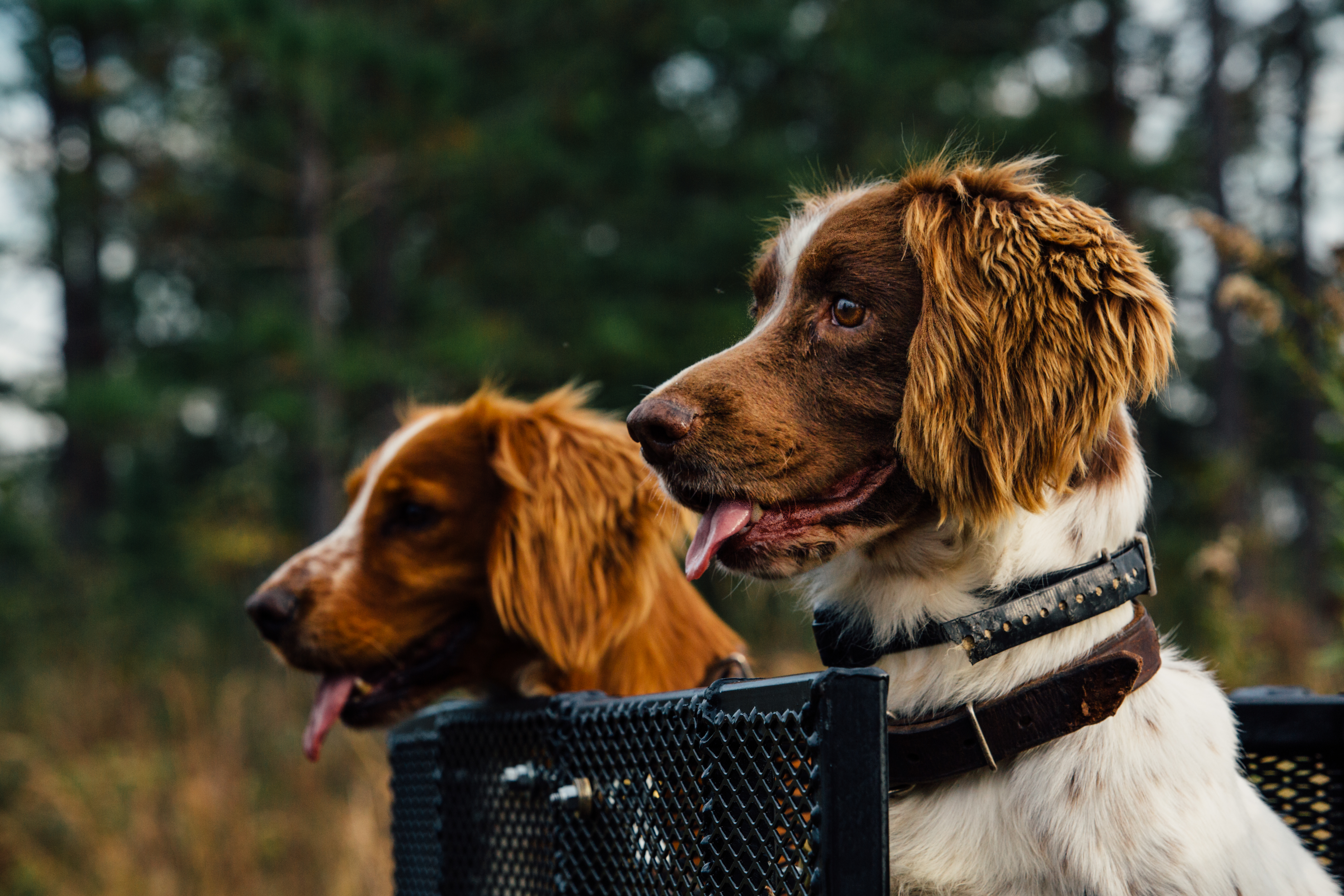 Loveridge Plantation property picture 11 of 107