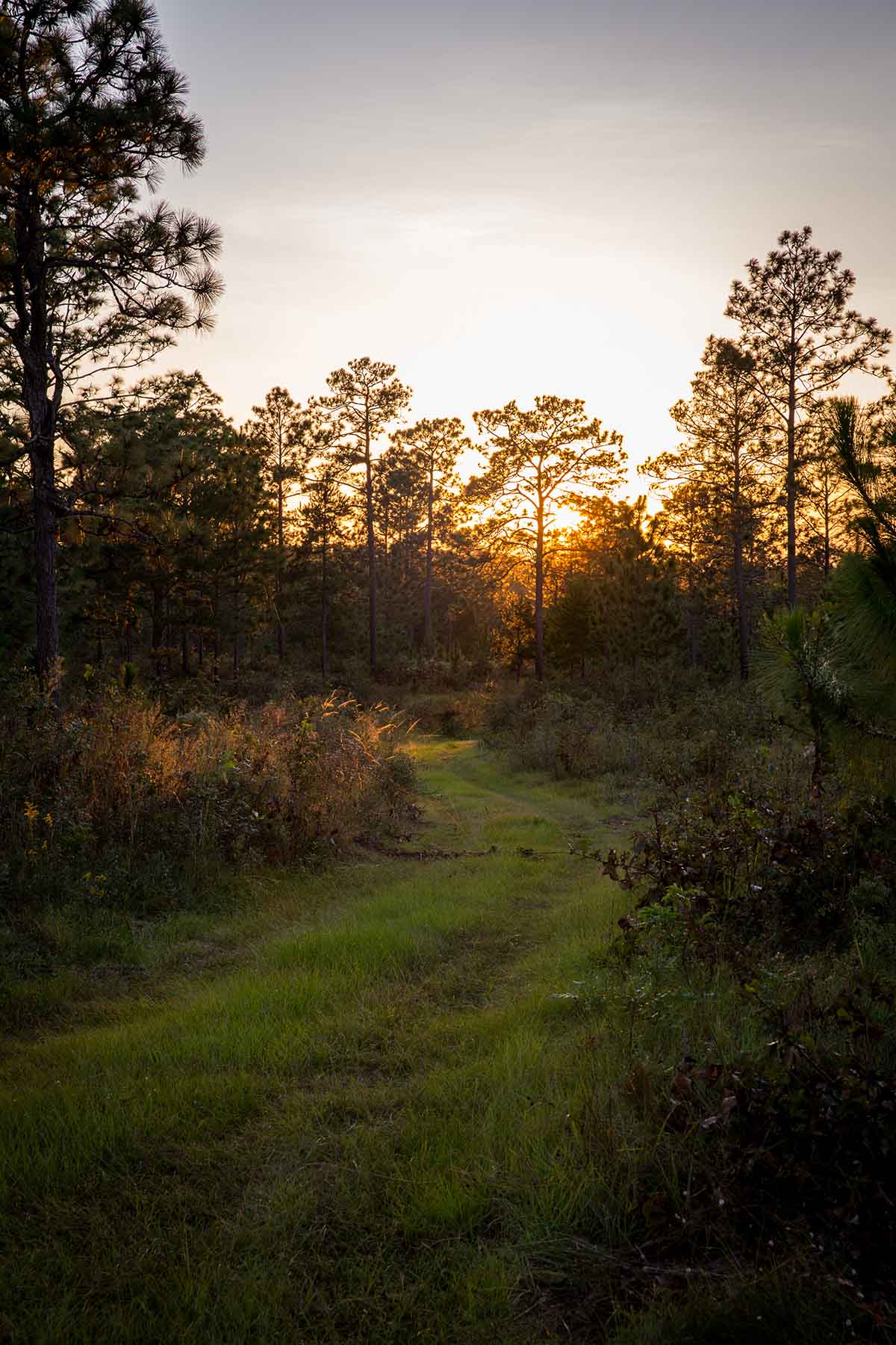 Loveridge Plantation property picture 107 of 107