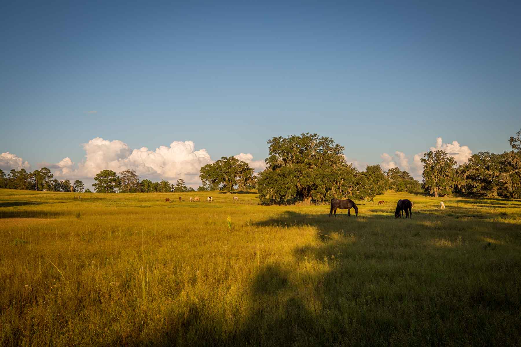 Loveridge Plantation property picture 35 of 107