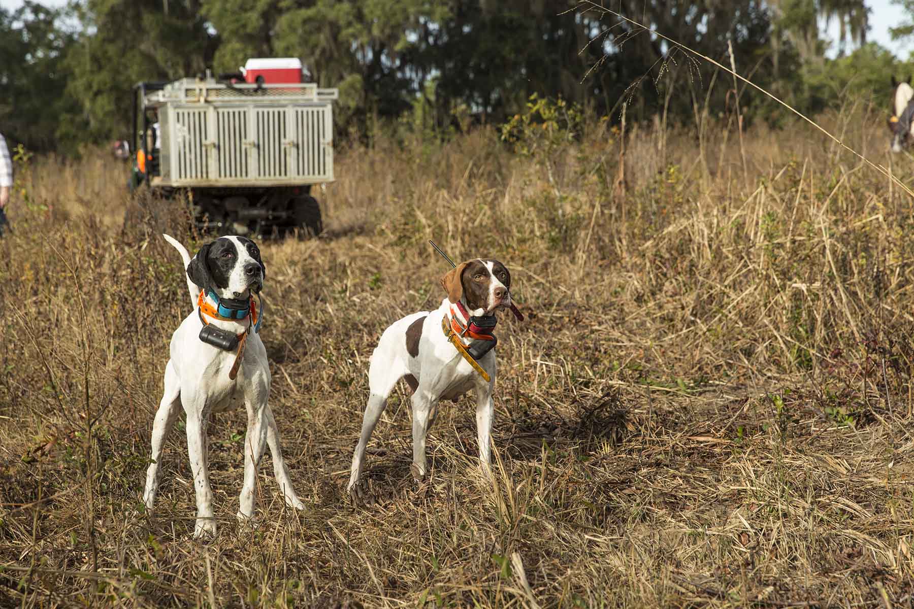 Loveridge Plantation property picture 88 of 107