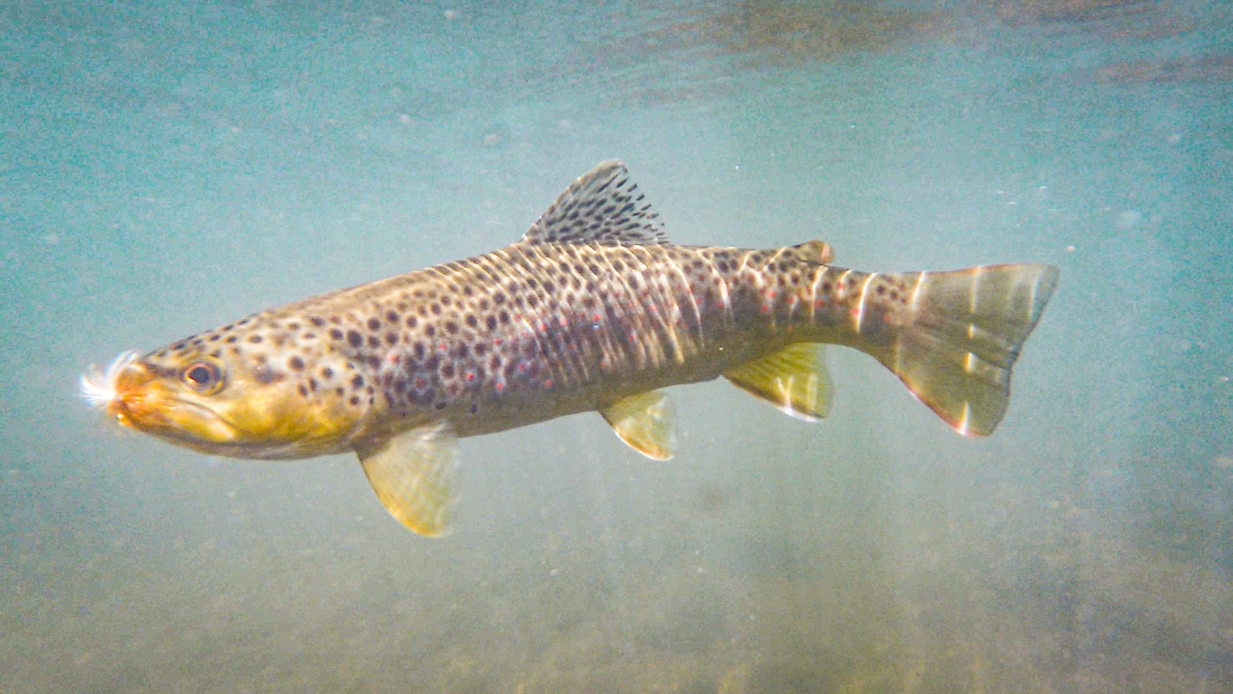 L Quarter Circle property picture 68 of 137