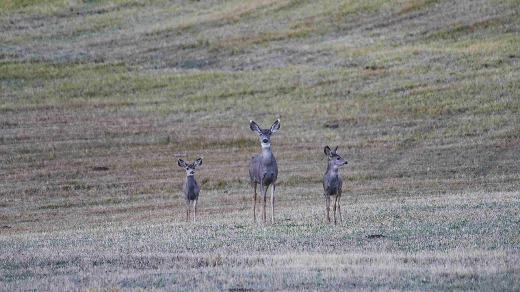 L Quarter Circle property picture 26 of 137