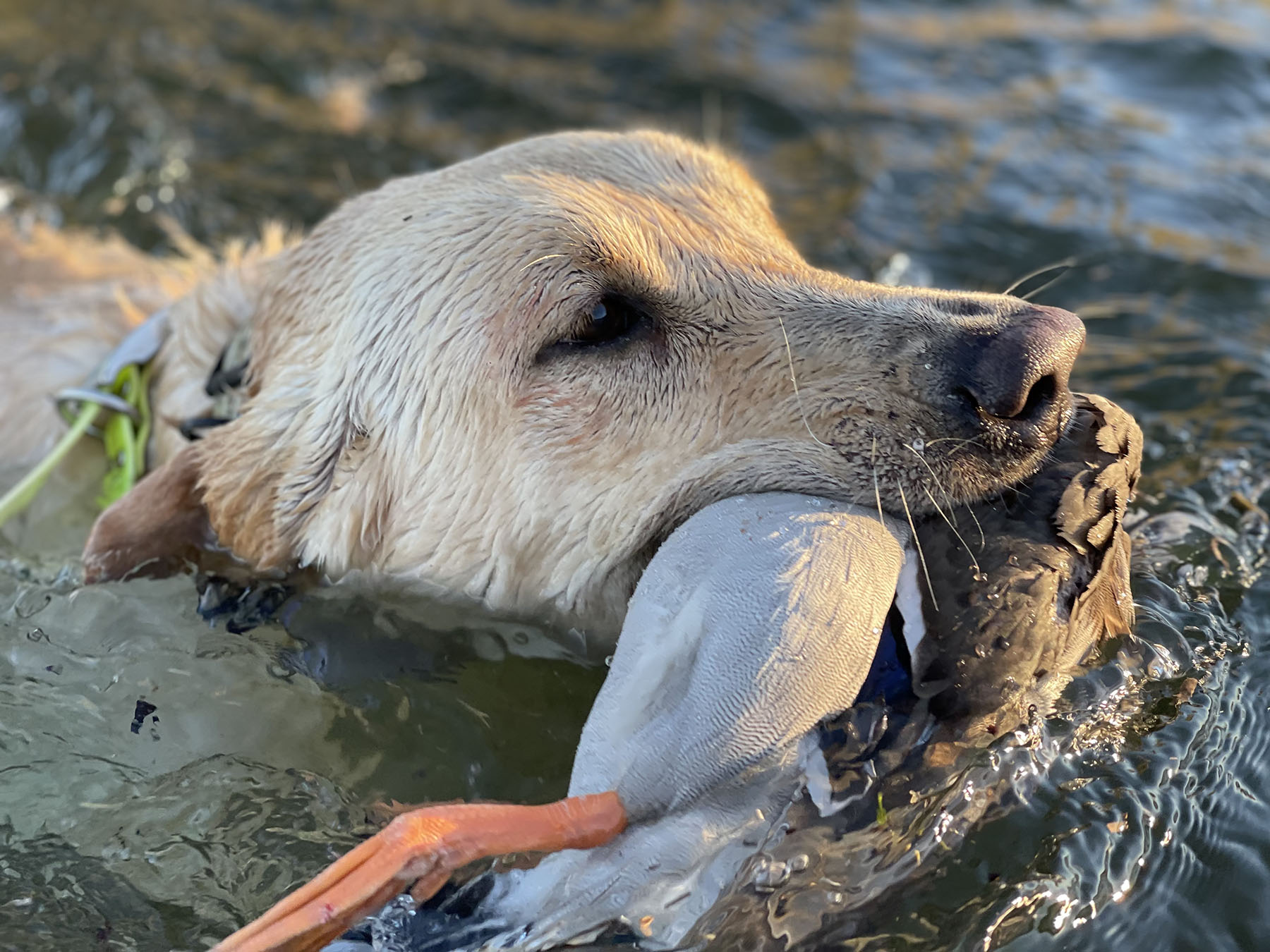 Old Teal Ranch property picture 2 of 72