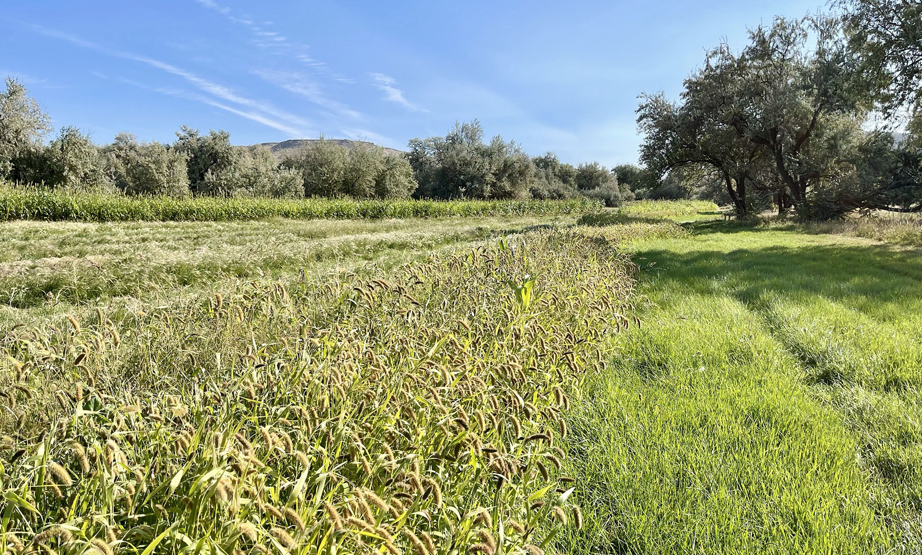 Old Teal Ranch property picture 65 of 72