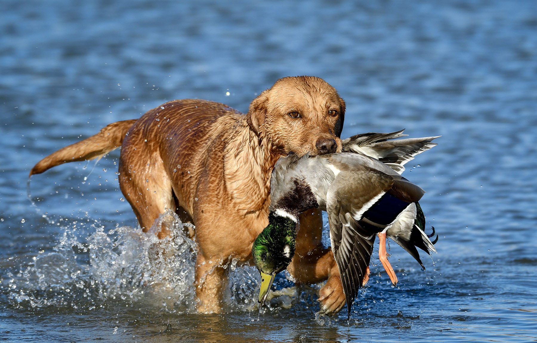 Old Teal Ranch property picture 1 of 72