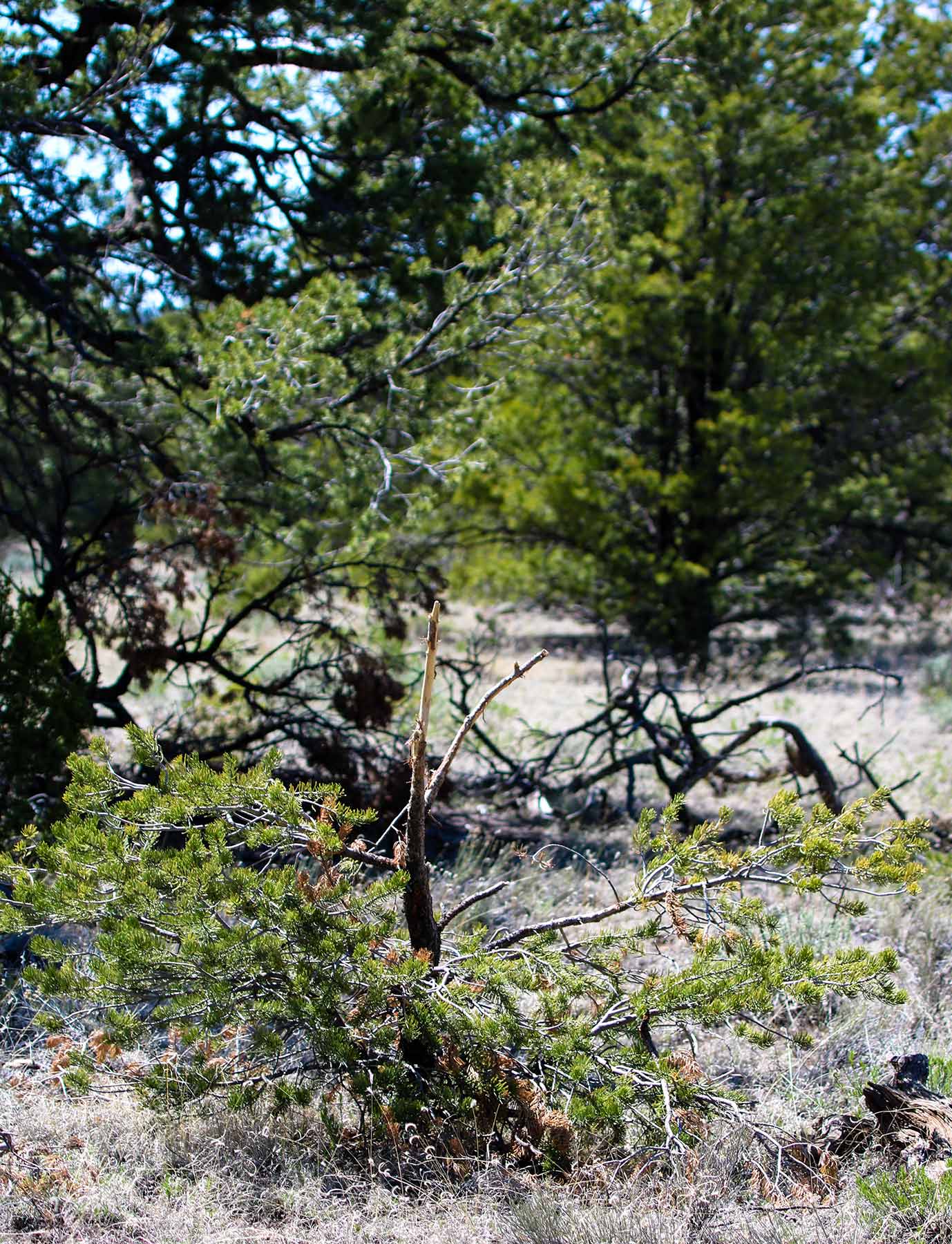 Fence Lake Ranch property picture 13 of 21