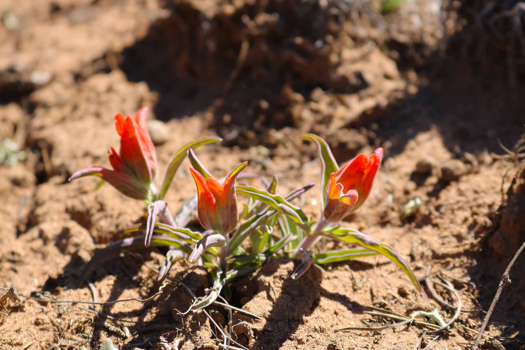 Fence Lake Ranch property picture 11 of 21