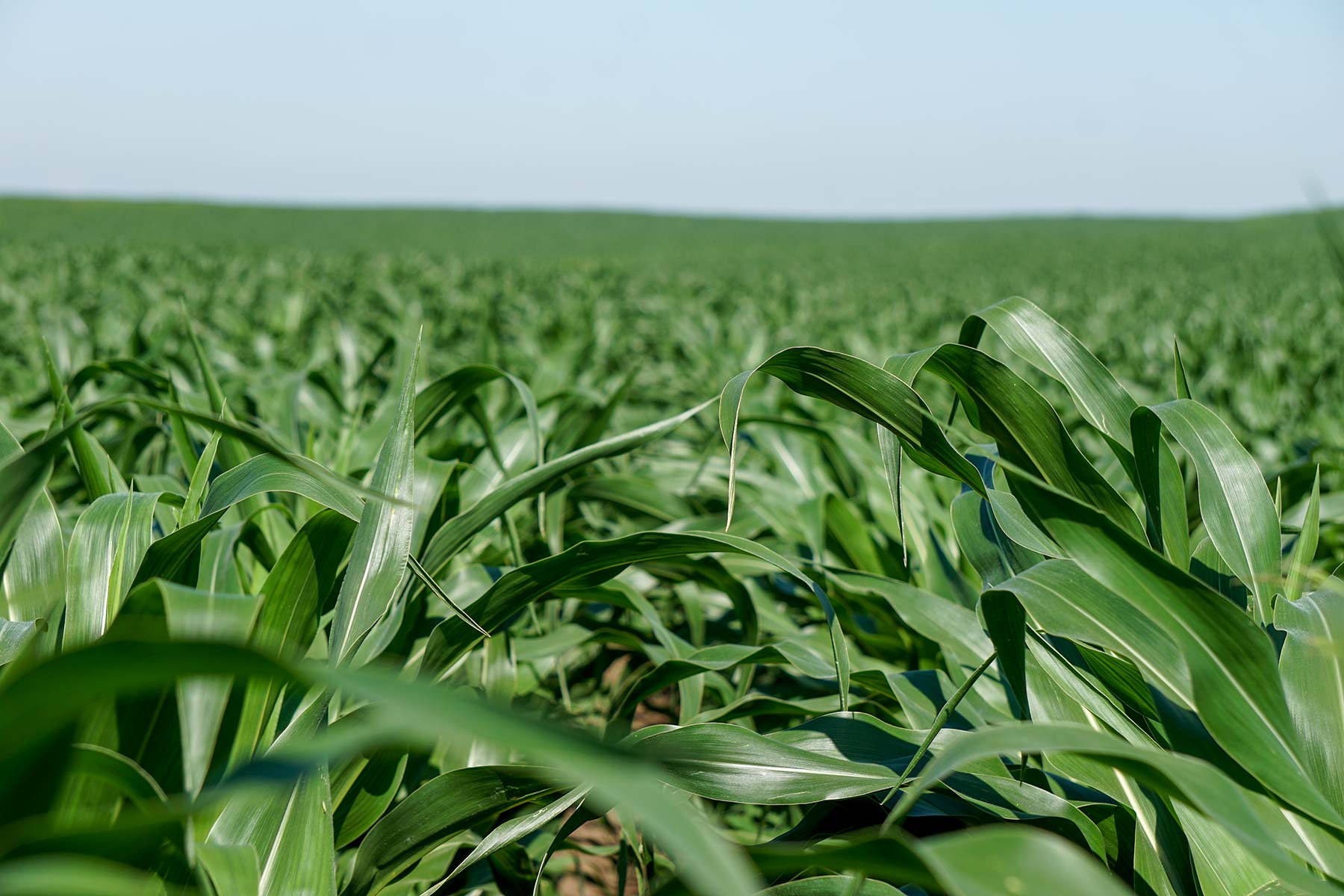 Todd County Irrigated Organic Farm property picture 23 of 45