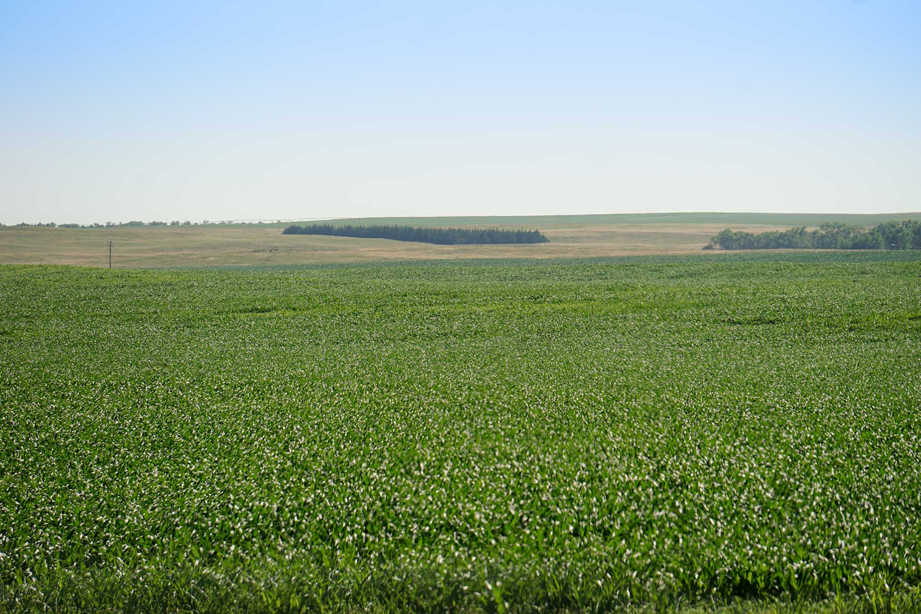 Todd County Irrigated Organic Farm property picture 30 of 45