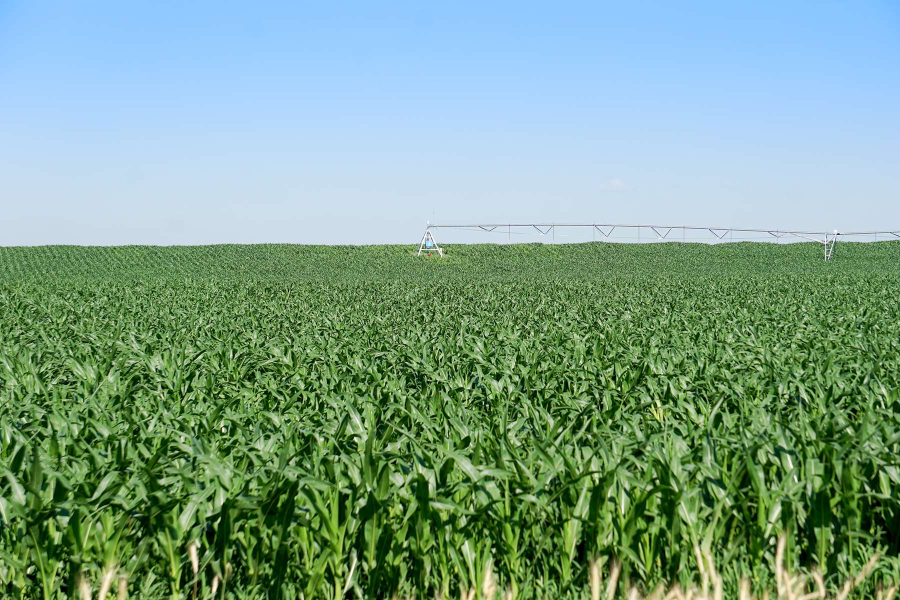 Todd County Irrigated Organic Farm property picture 41 of 45