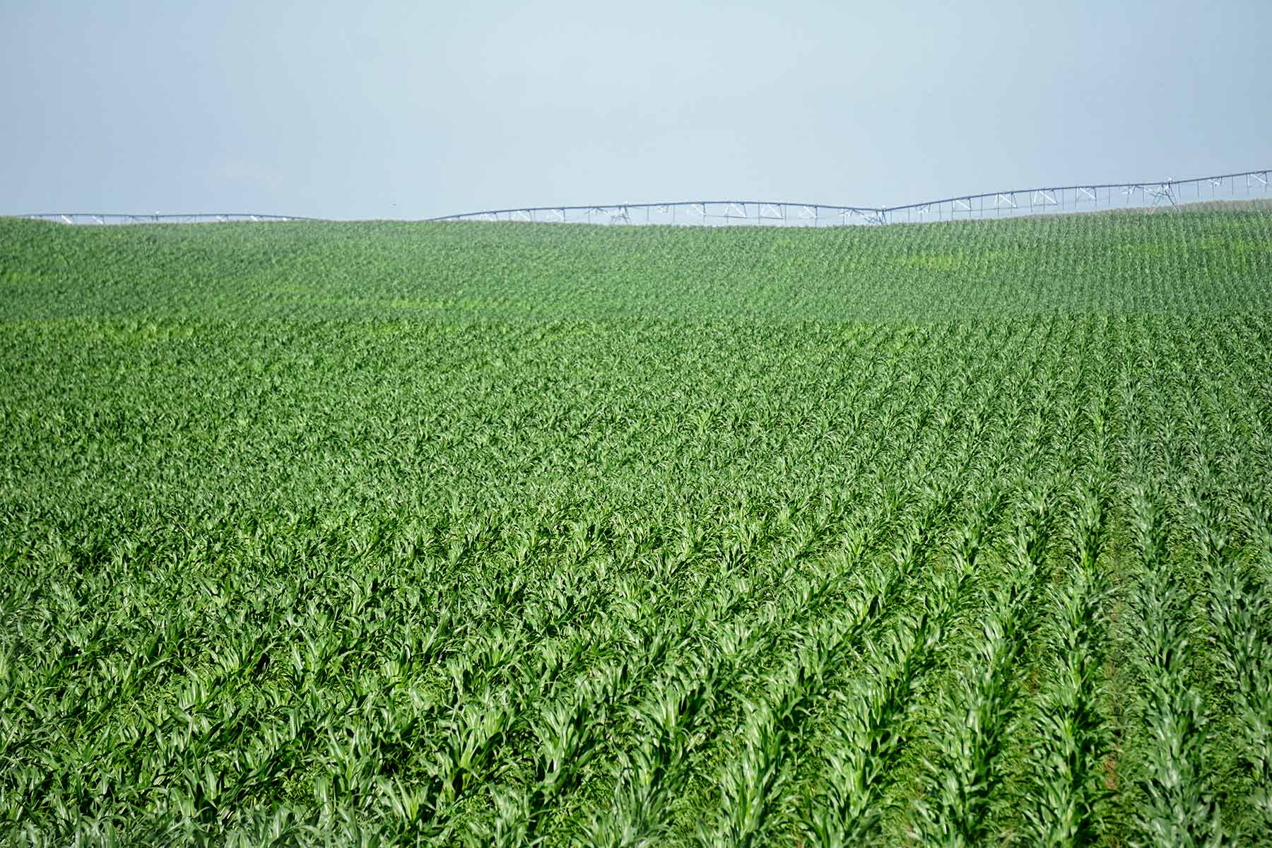 Todd County Irrigated Organic Farm Sold South Dakota Hall and Hall