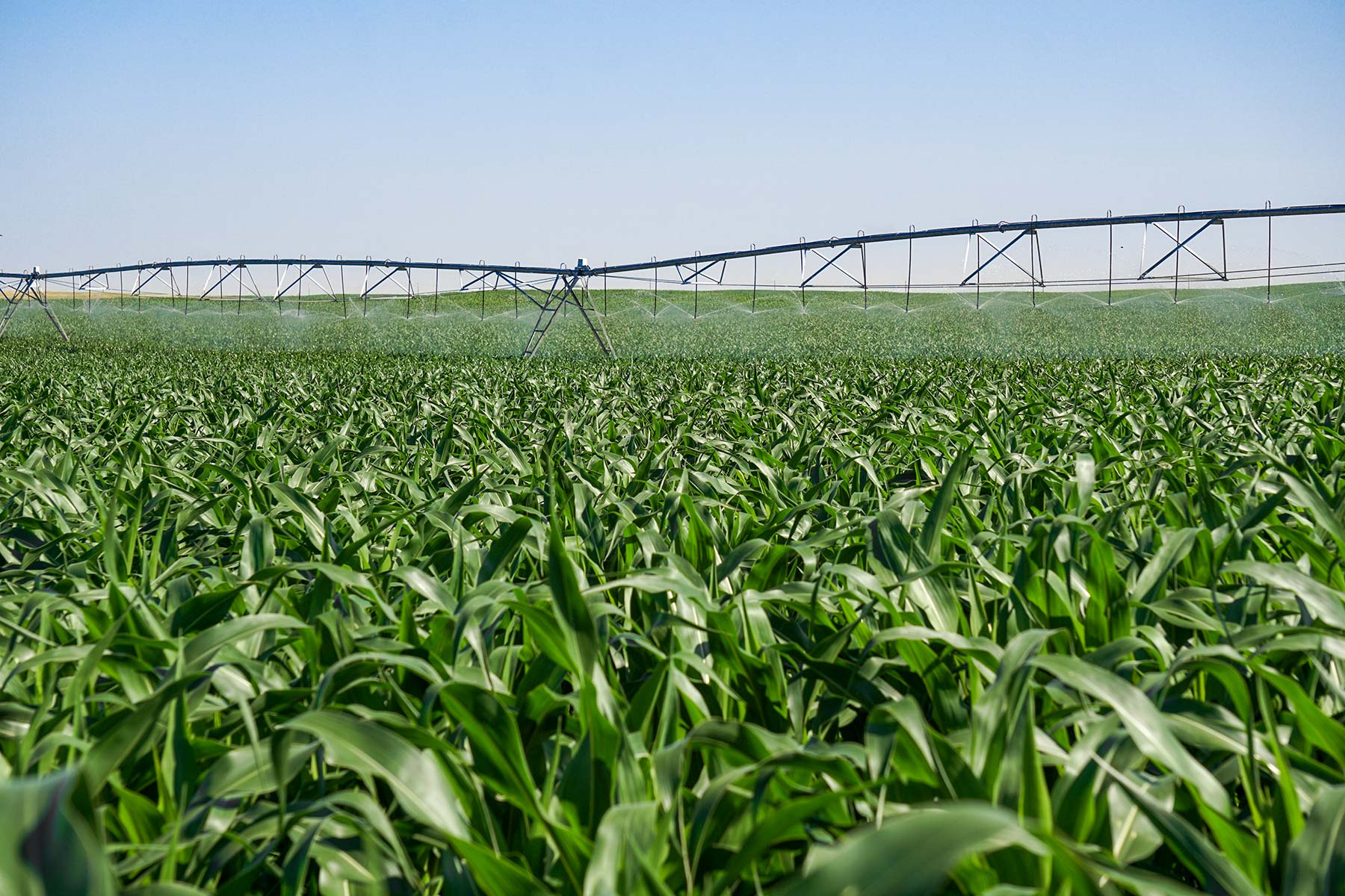 Todd County Irrigated Organic Farm property picture 24 of 45