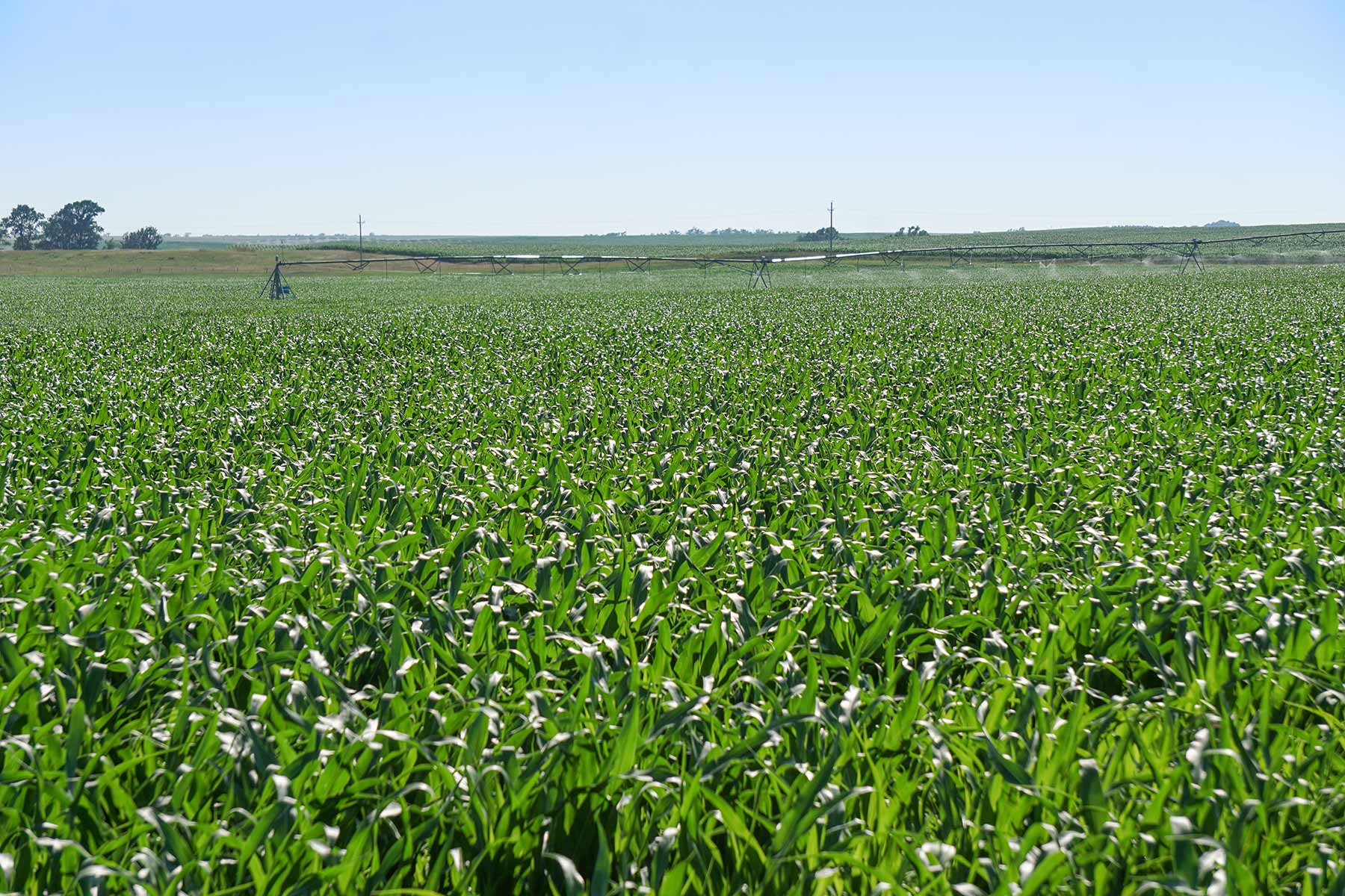 Todd County Irrigated Organic Farm property picture 31 of 45