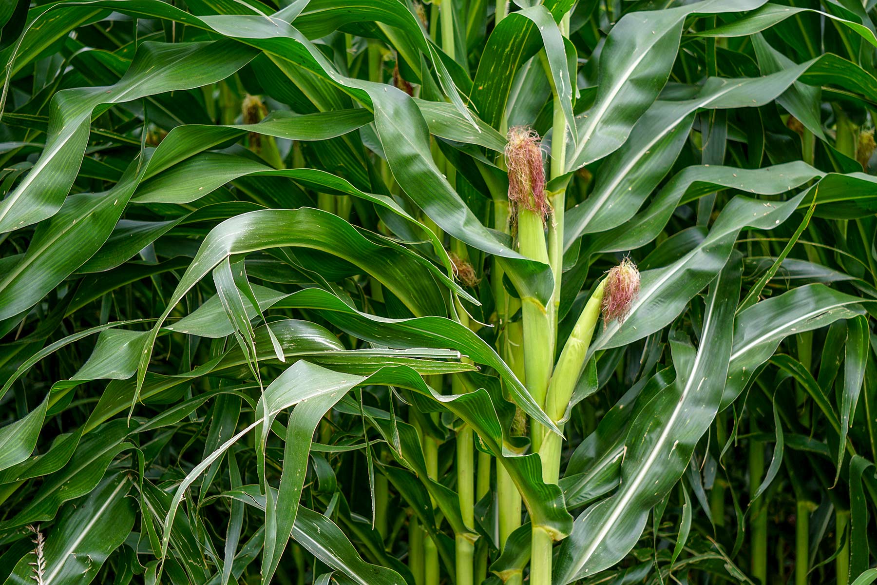 Todd County Irrigated Organic Farm property picture 6 of 45