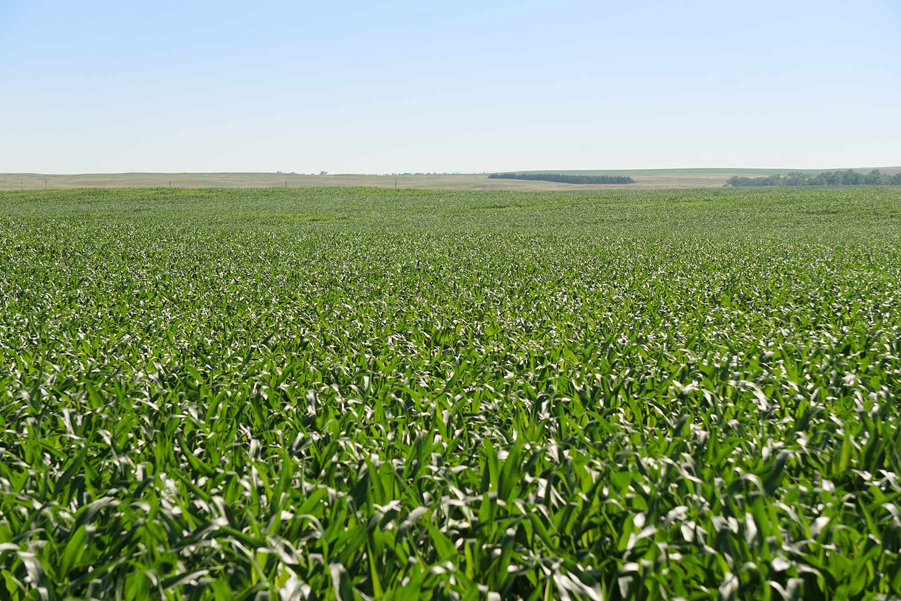 Todd County Irrigated Organic Farm property picture 32 of 45