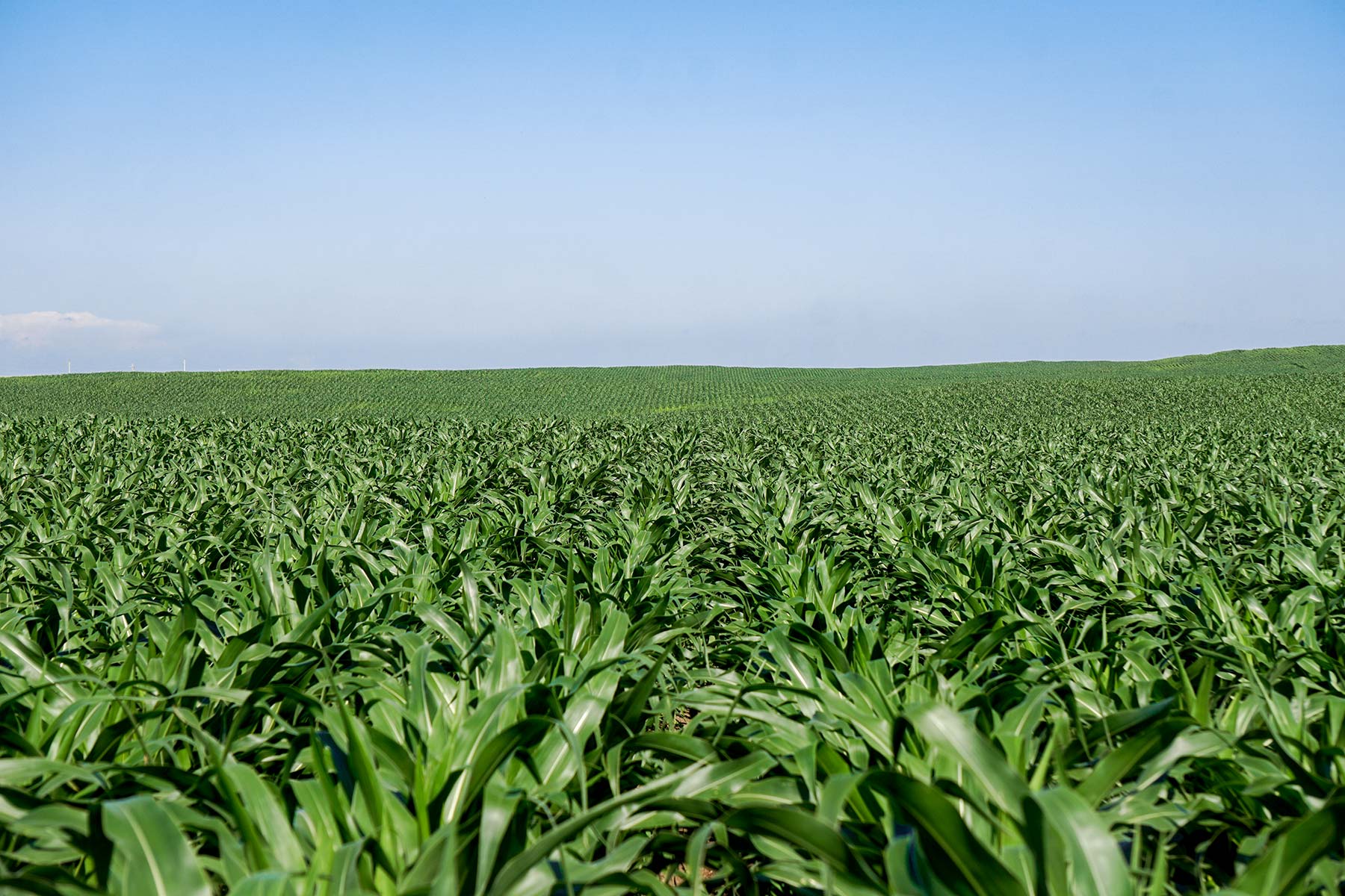 Todd County Irrigated Organic Farm property picture 25 of 45