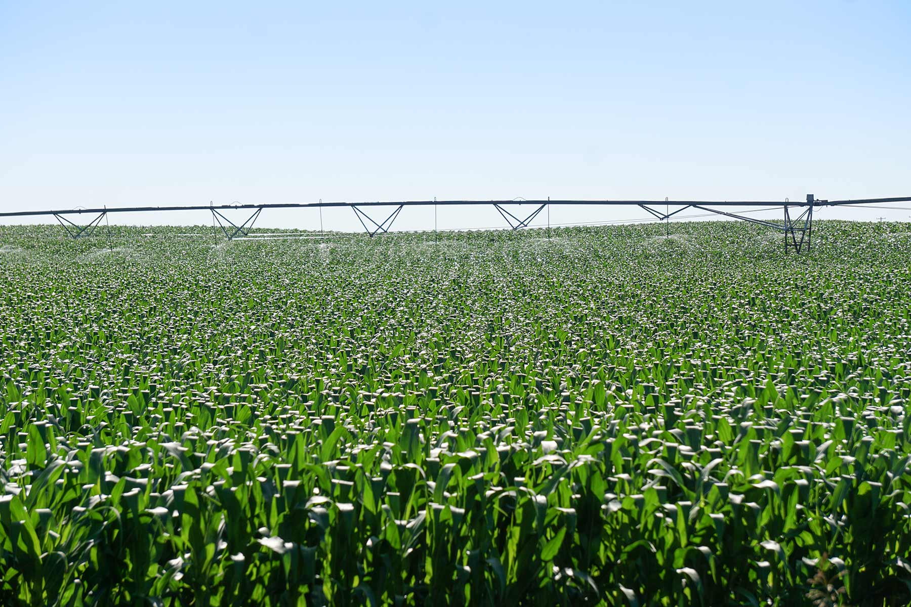 Todd County Irrigated Organic Farm property picture 38 of 45