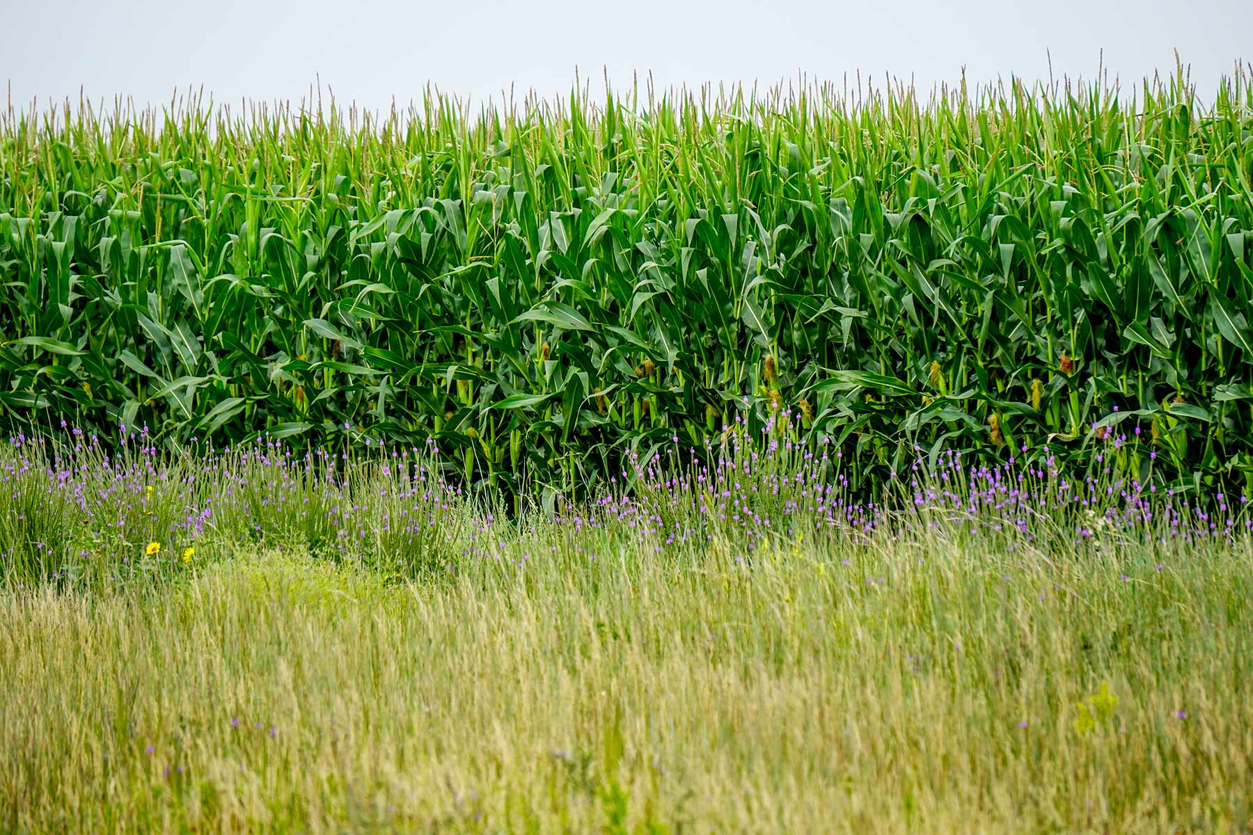Todd County Irrigated Organic Farm property picture 3 of 45