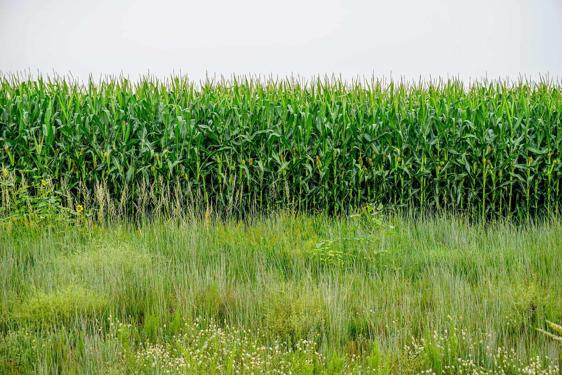 Todd County Irrigated Organic Farm property picture 4 of 45