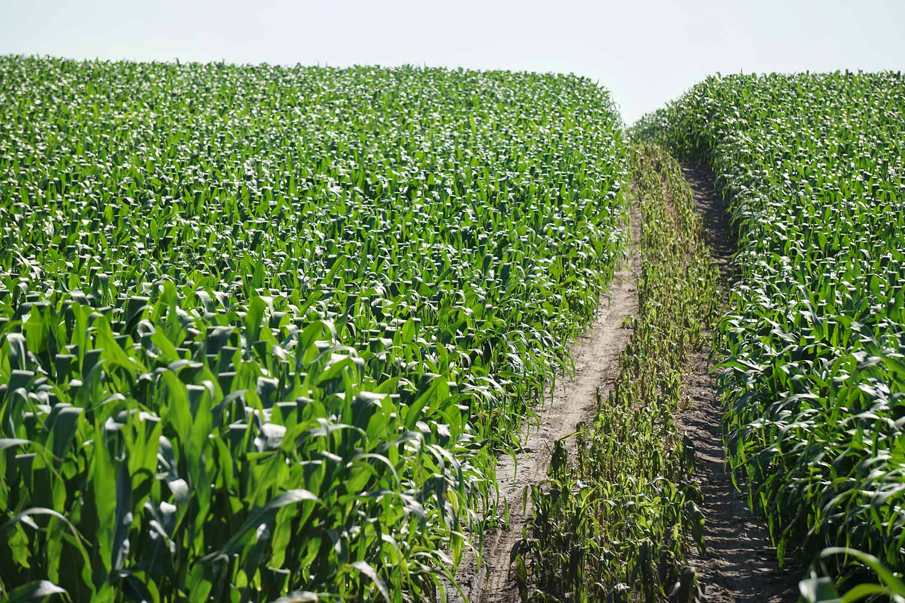 Todd County Irrigated Organic Farm property picture 37 of 45