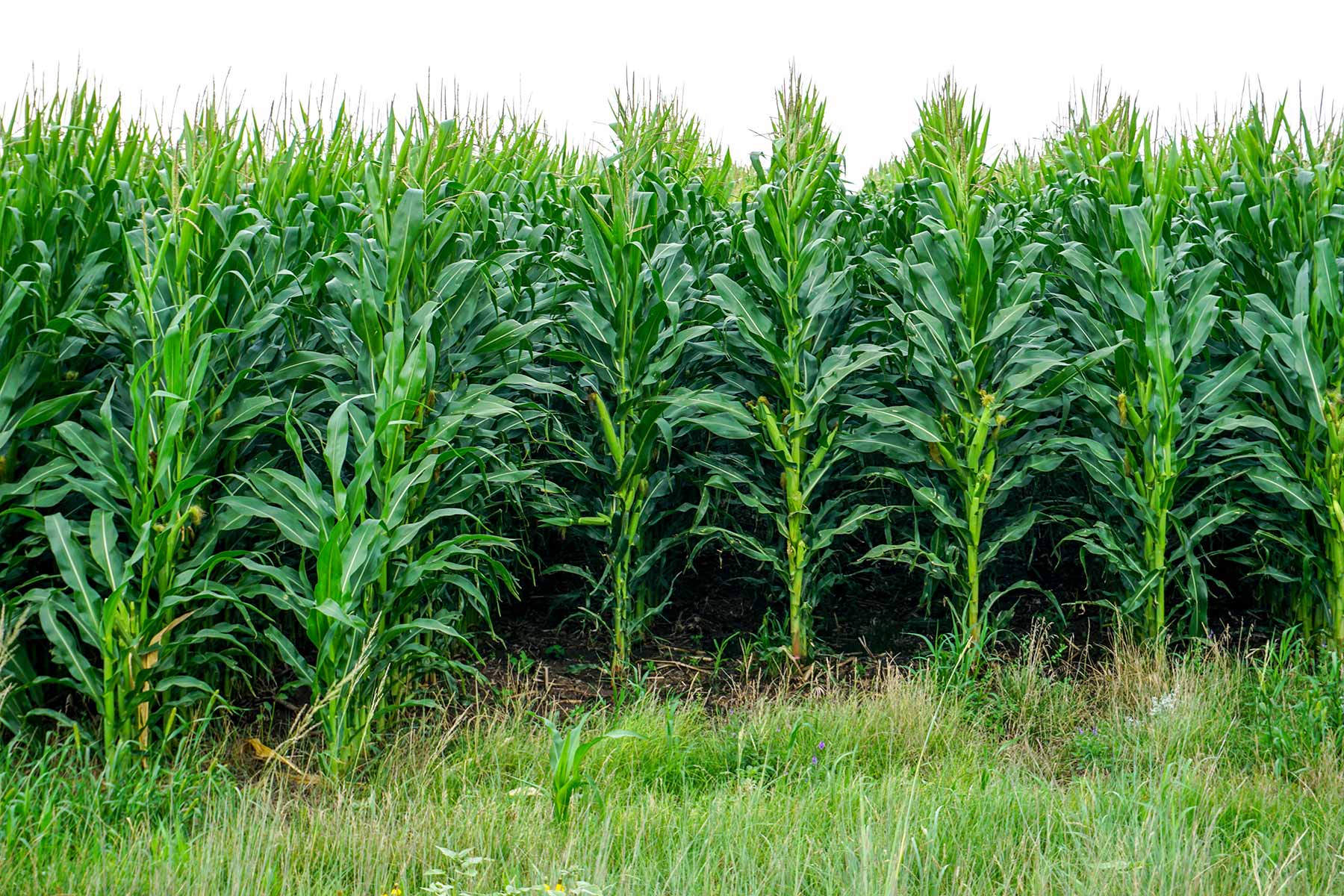 Todd County Irrigated Organic Farm property picture 2 of 45