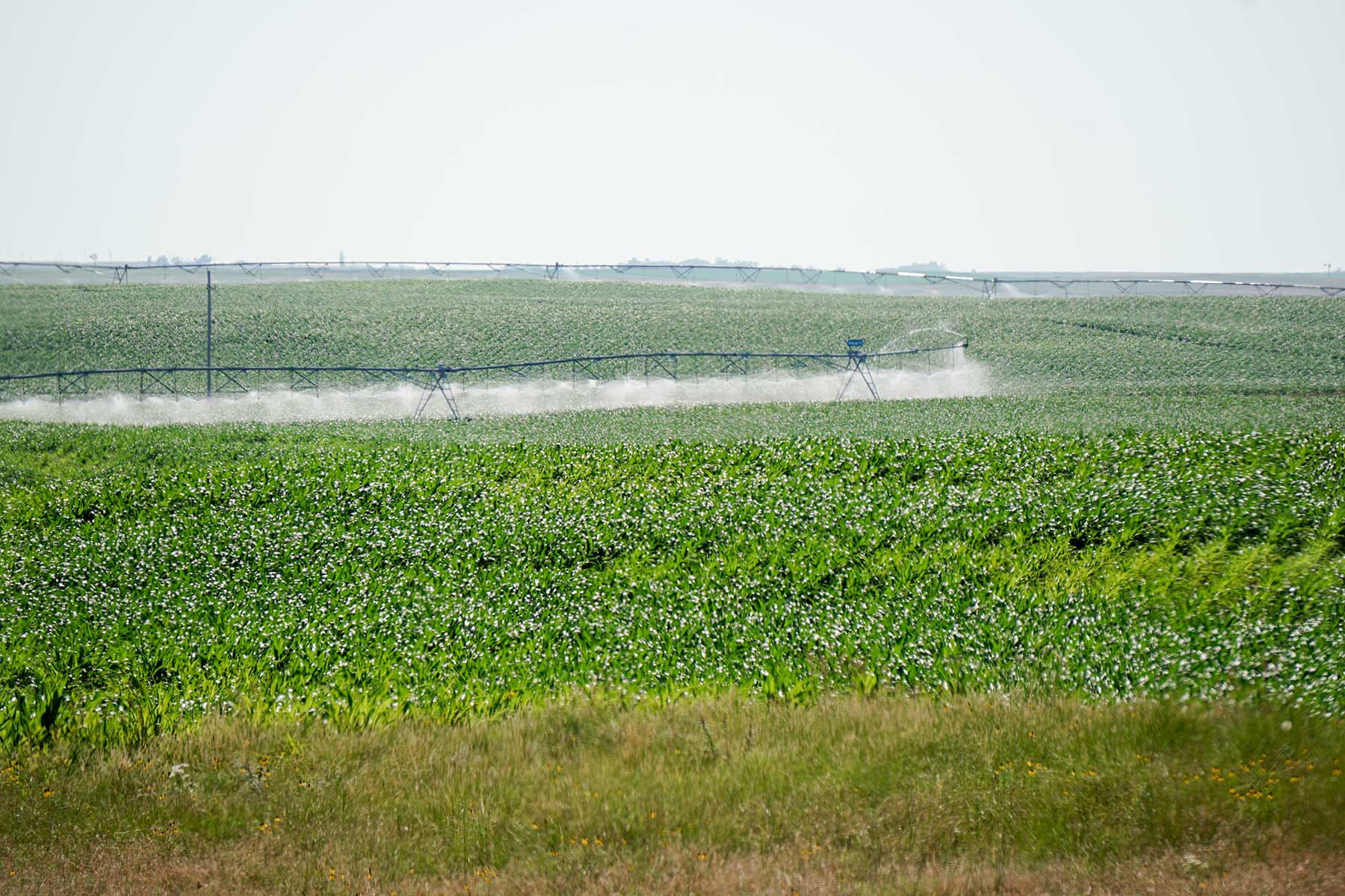 Todd County Irrigated Organic Farm property picture 29 of 45