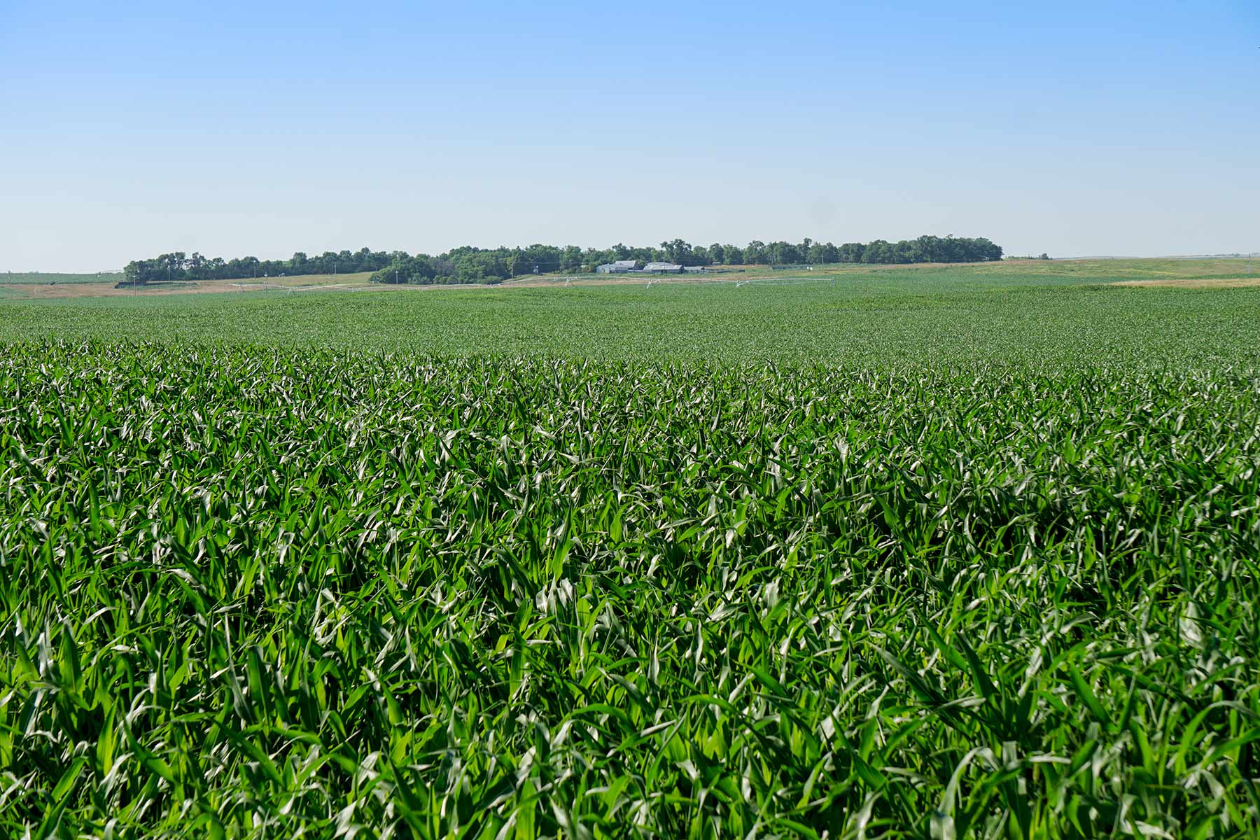 Todd County Irrigated Organic Farm property picture 45 of 45
