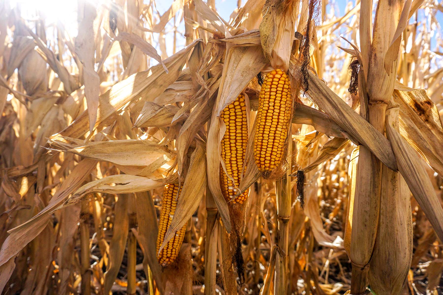 Todd County Irrigated Organic Farm property picture 5 of 45