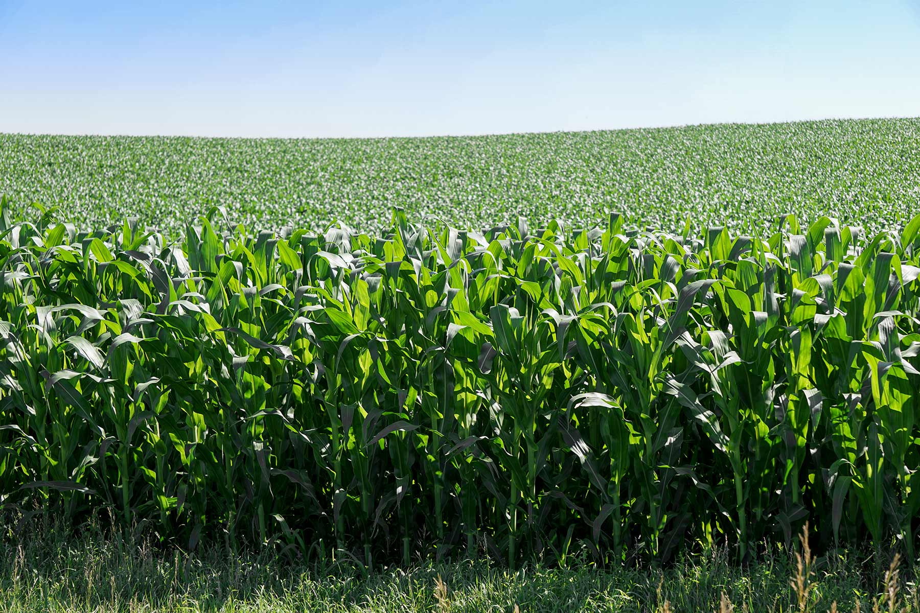 Todd County Irrigated Organic Farm property picture 39 of 45