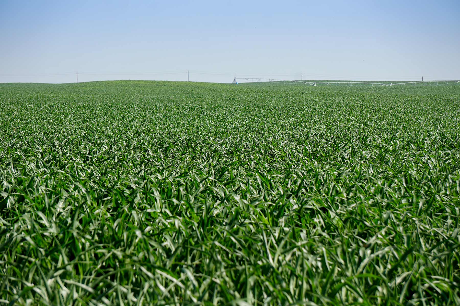 Todd County Irrigated Organic Farm property picture 27 of 45