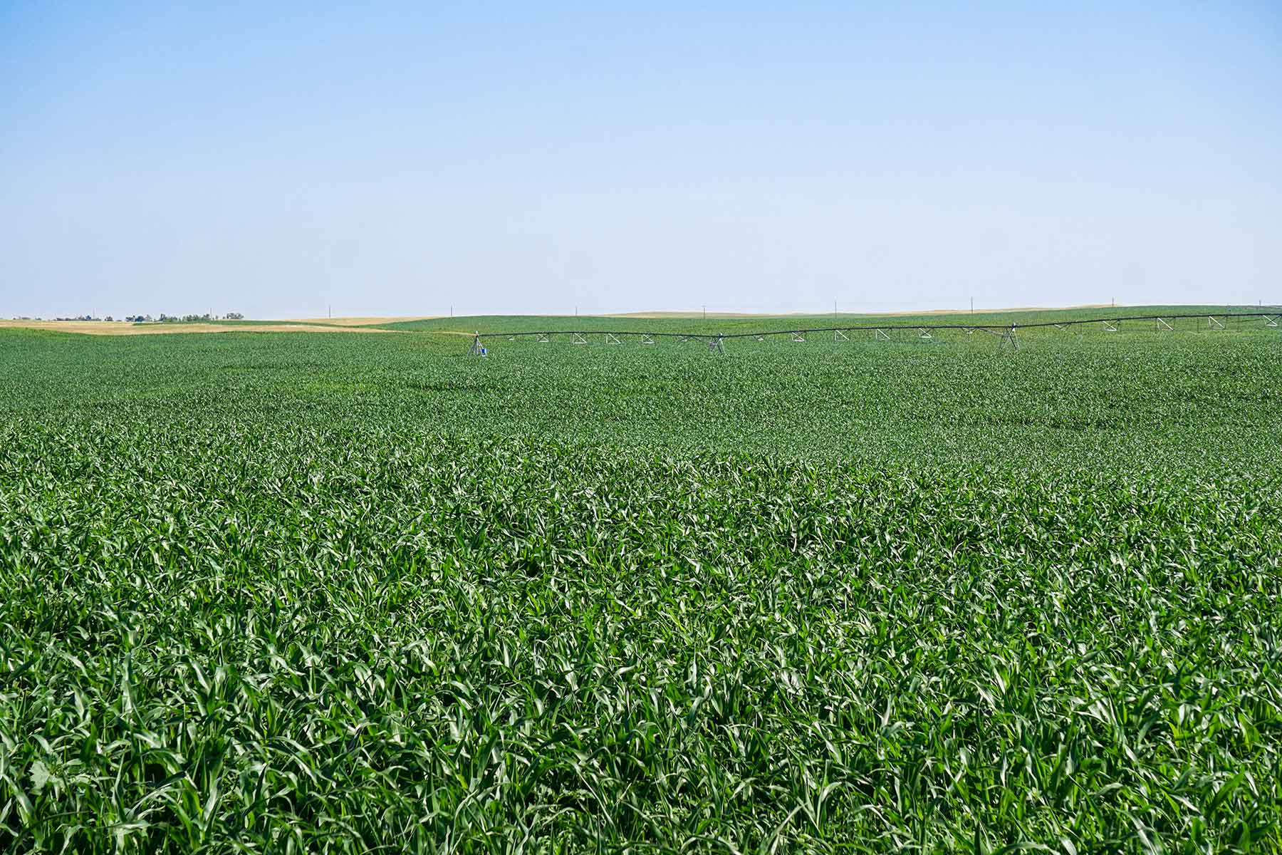 Todd County Irrigated Organic Farm property picture 36 of 45