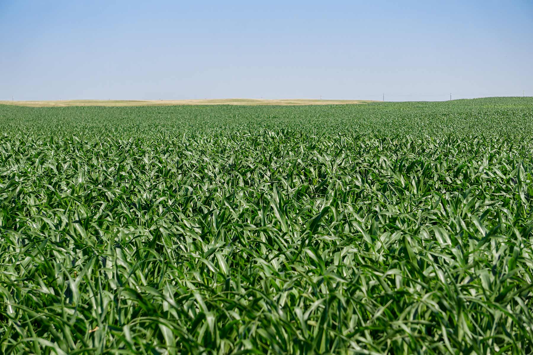 Todd County Irrigated Organic Farm property picture 26 of 45