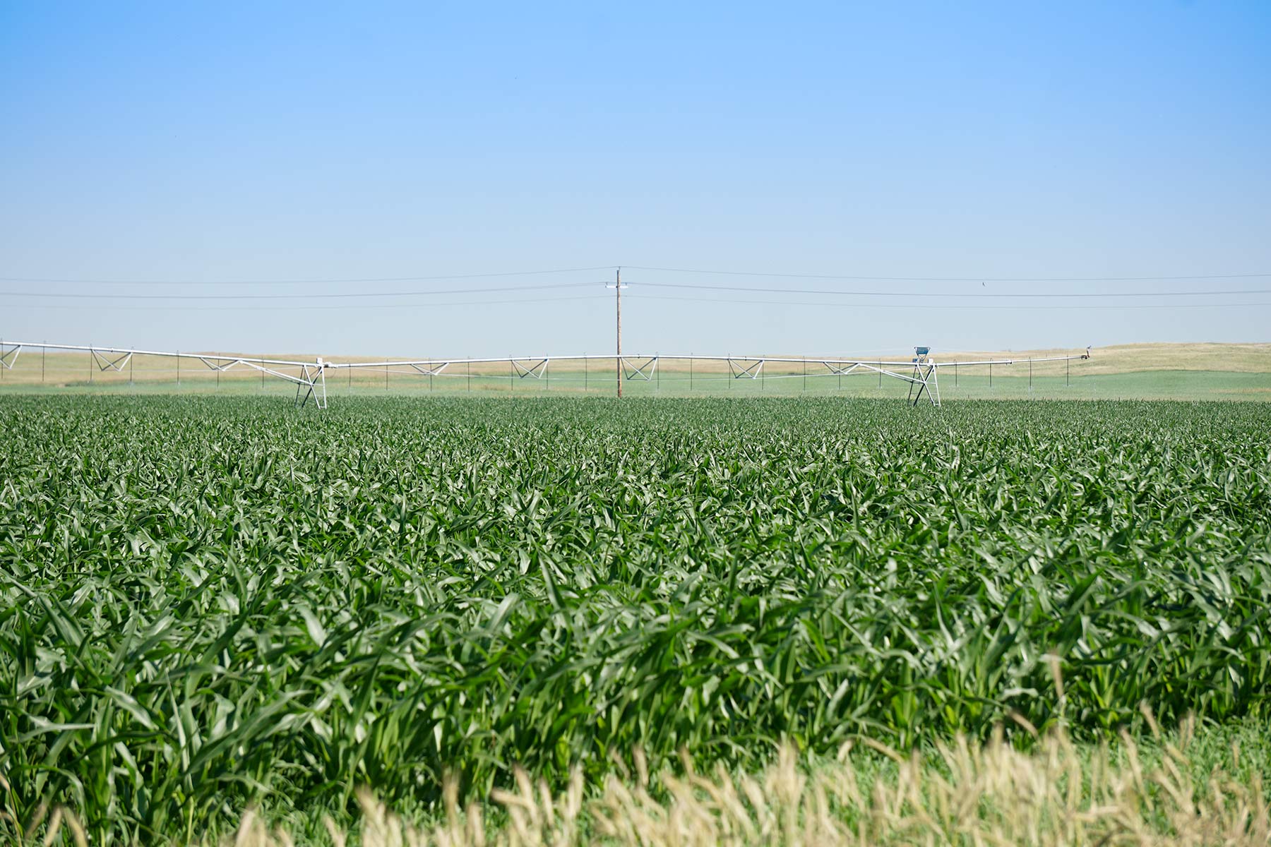Todd County Irrigated Organic Farm property picture 40 of 45