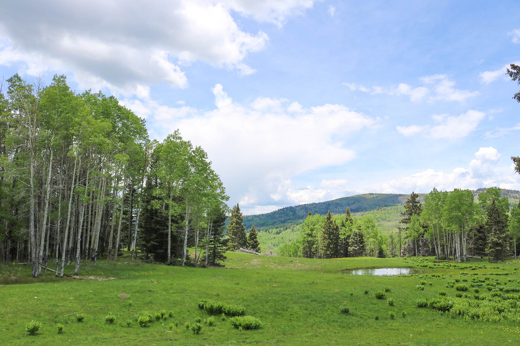 High Timber Ranch property picture 57 of 67