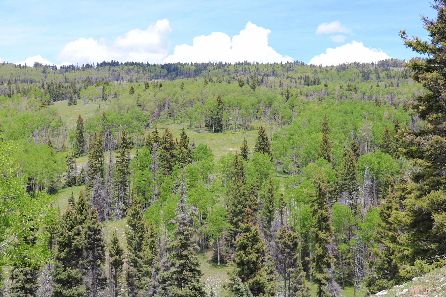 High Timber Ranch property picture 59 of 67