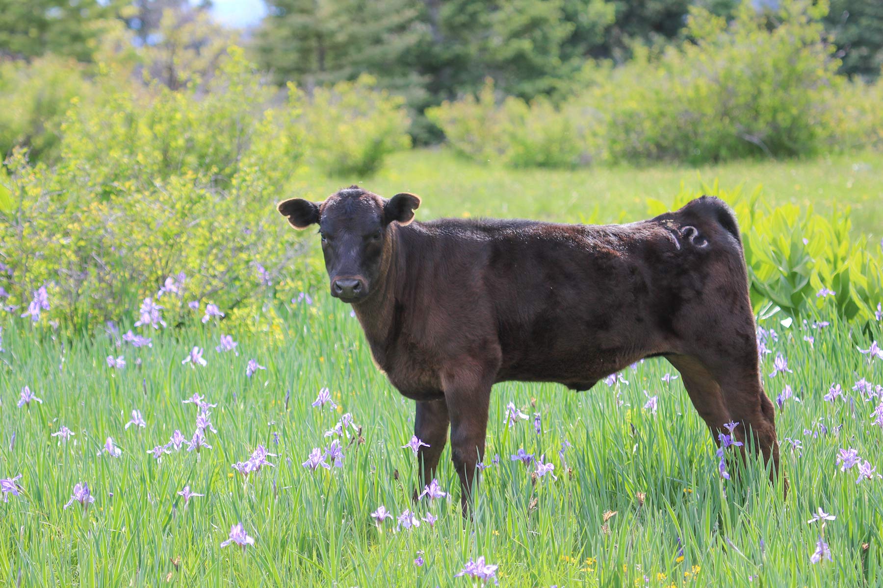 High Timber Ranch property picture 66 of 67