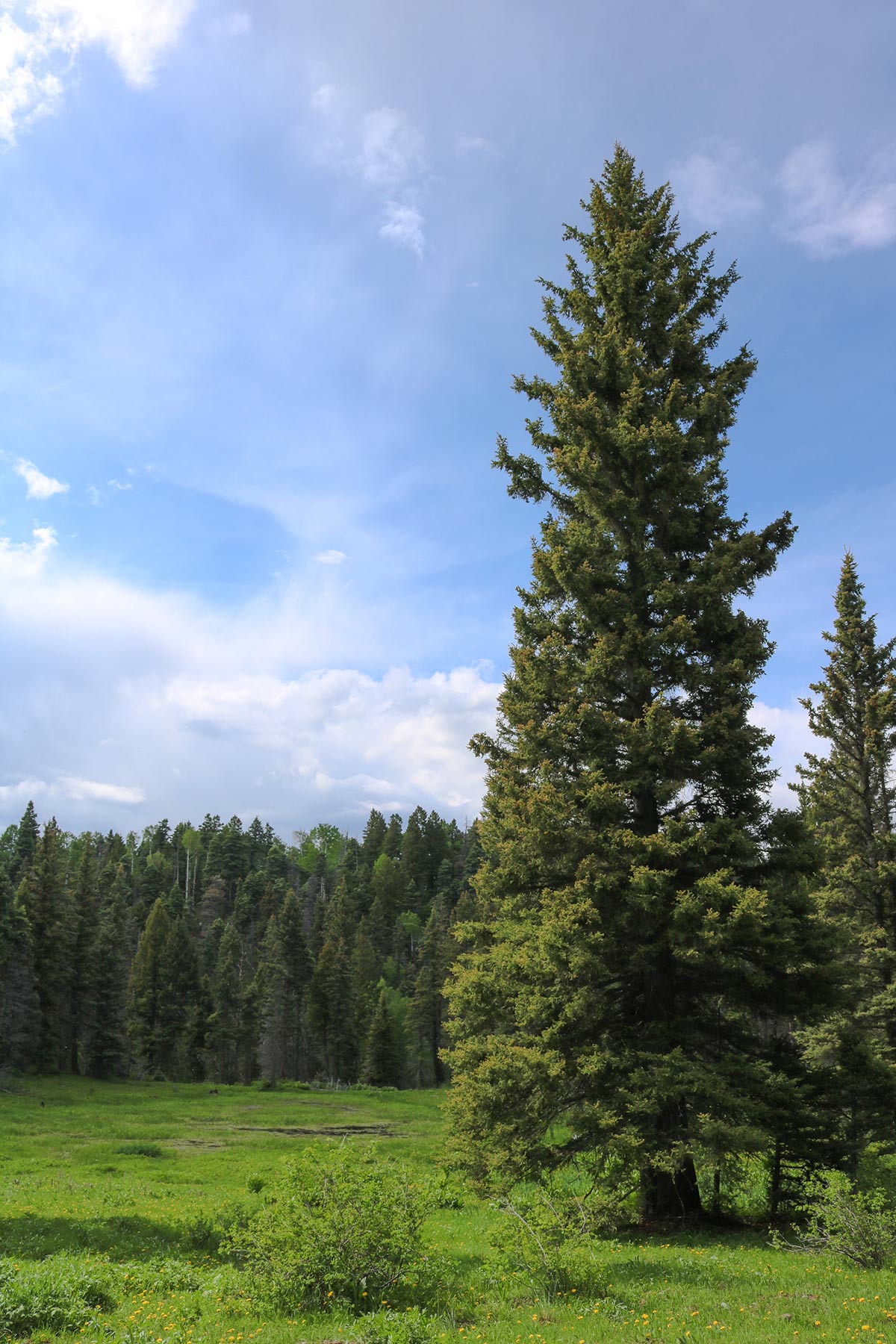 High Timber Ranch property picture 63 of 67