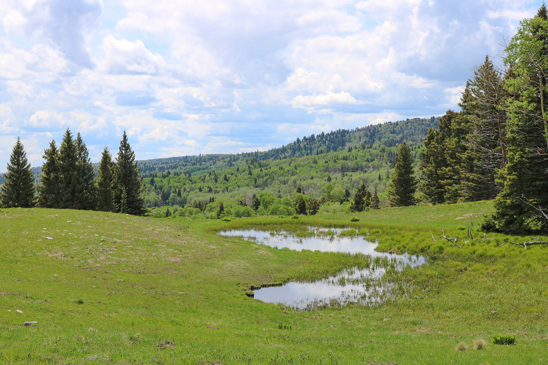 High Timber Ranch property picture 62 of 67