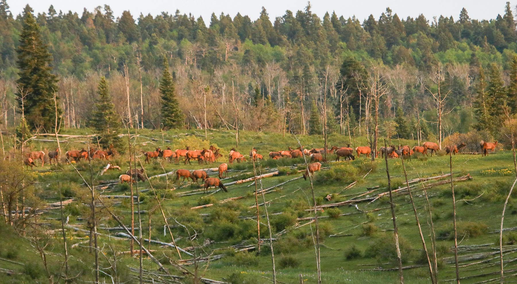 High Timber Ranch property picture 5 of 67