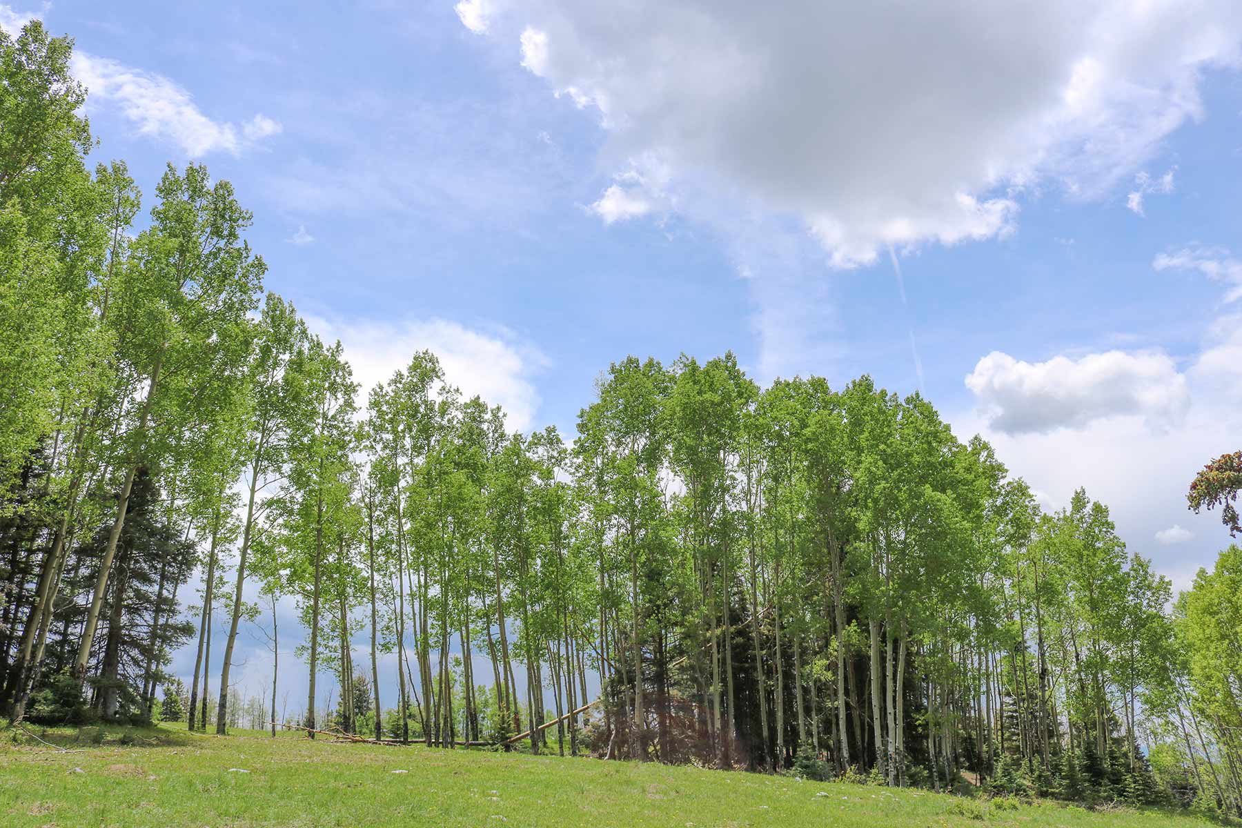 High Timber Ranch property picture 61 of 67